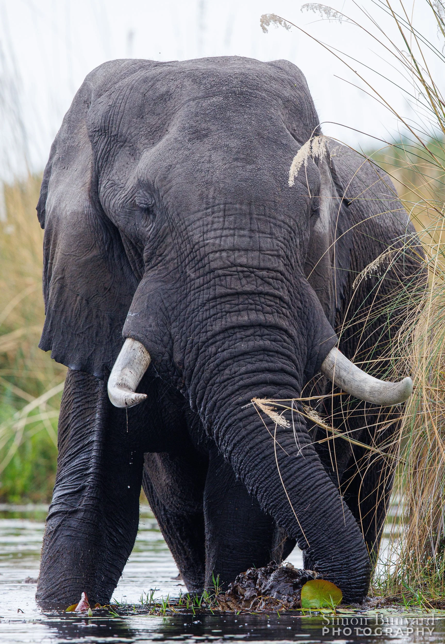 R31_6264MF_Elephant_webWM.jpg