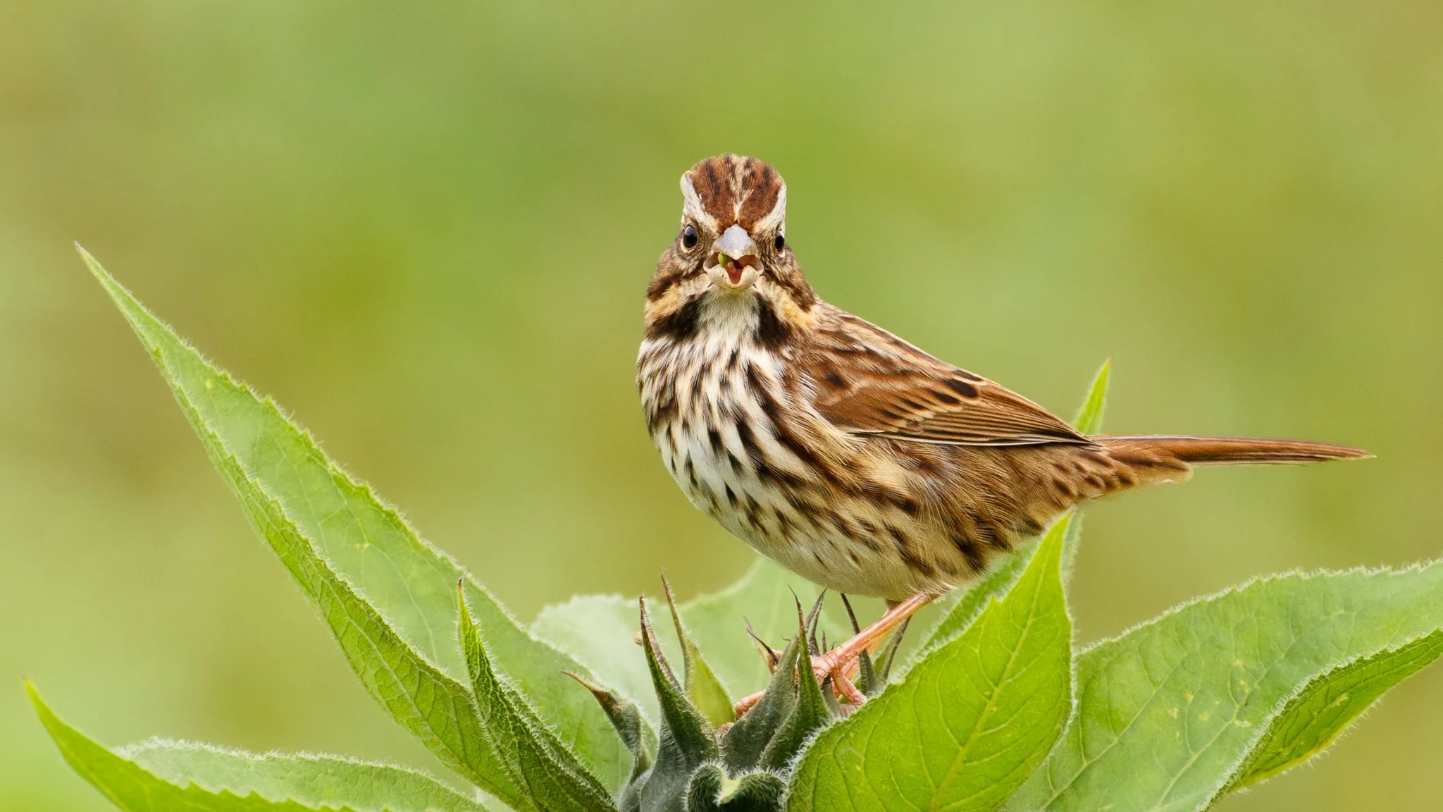 IMG_3289M-2F_Song Sparrow_web header.jpg