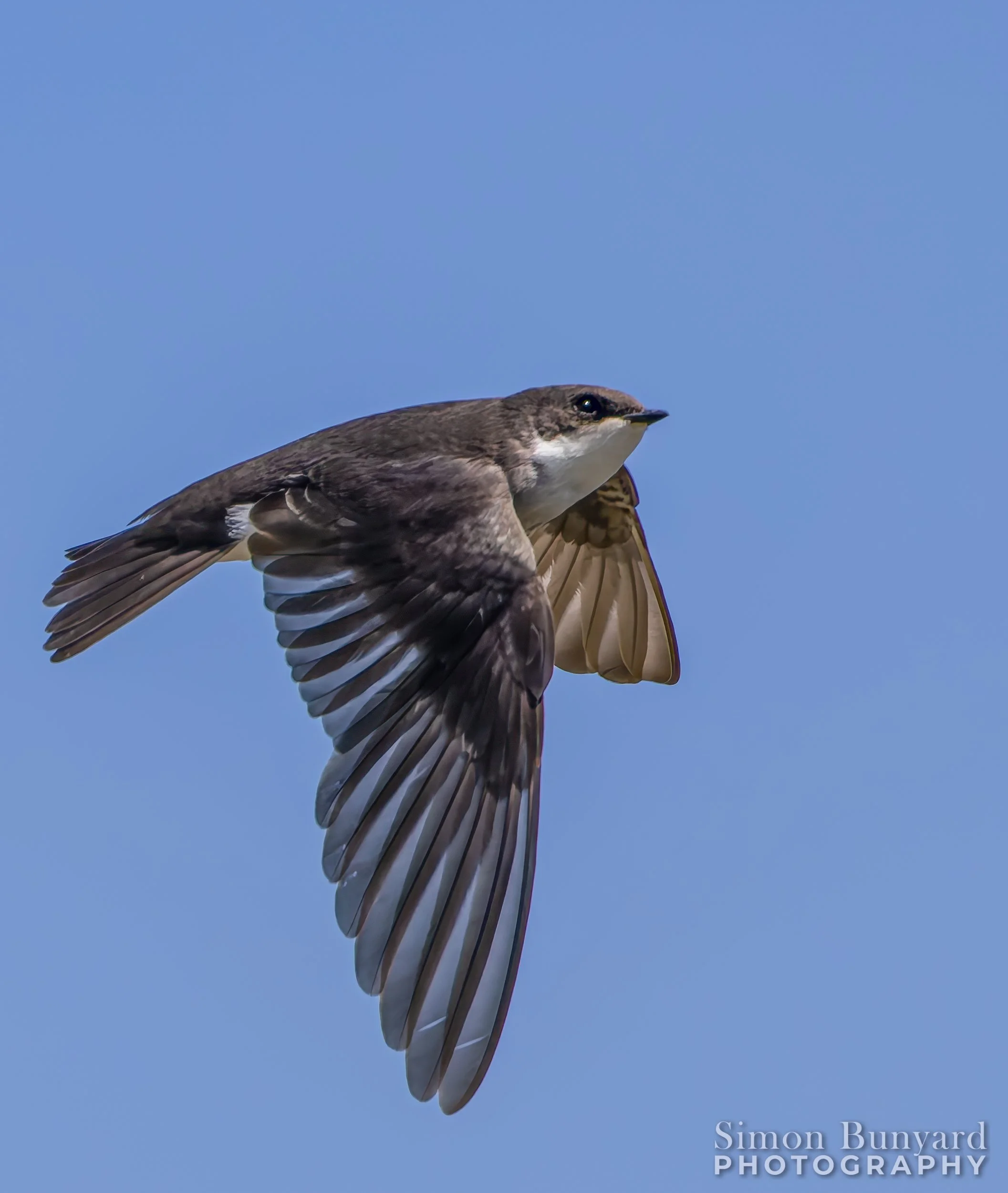 R52_6837M-DxOEF-Tree Swallow-webWM.jpg