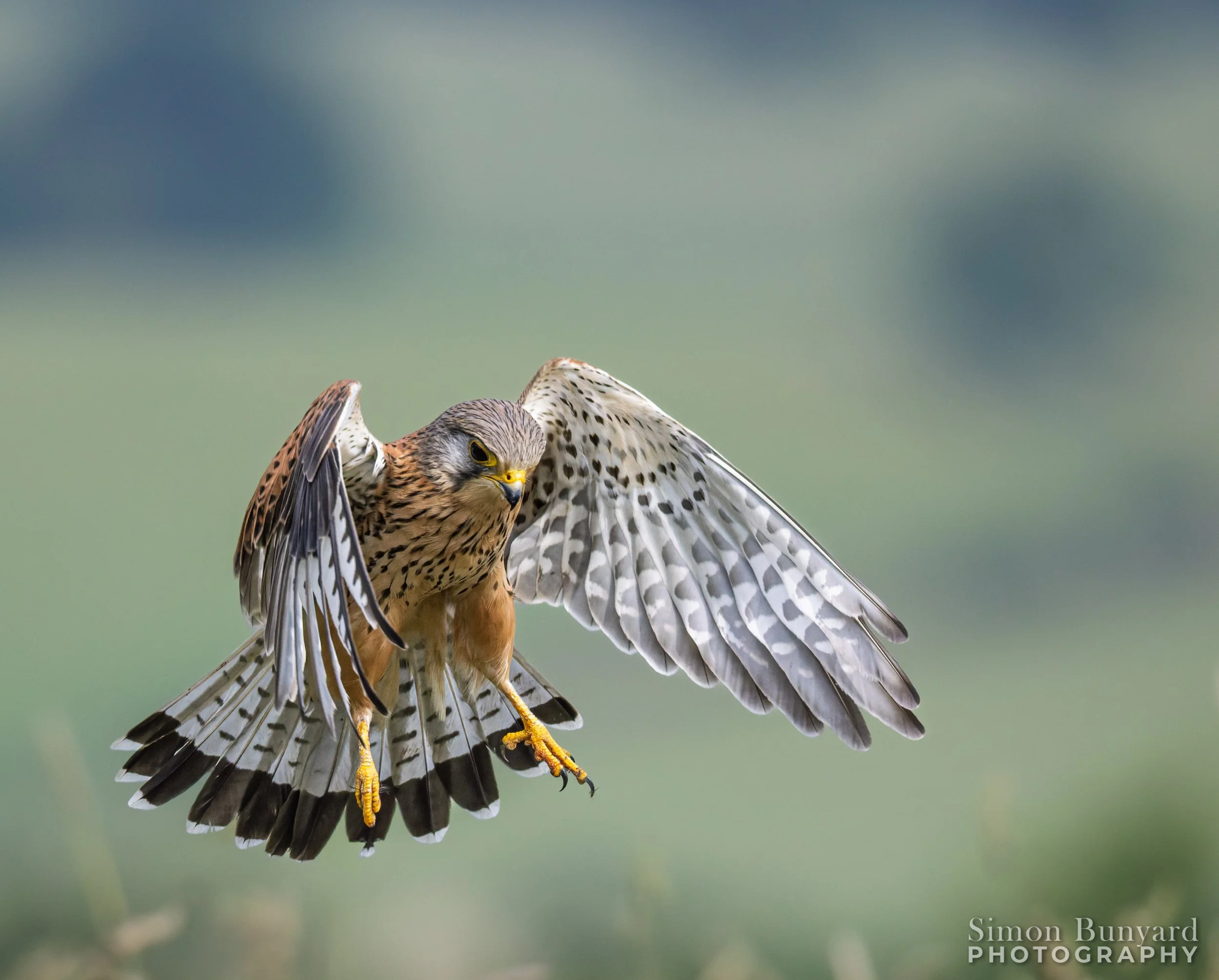 R52_1197M-DxOF_Eurasian Kestrel (m)_webWM.jpg