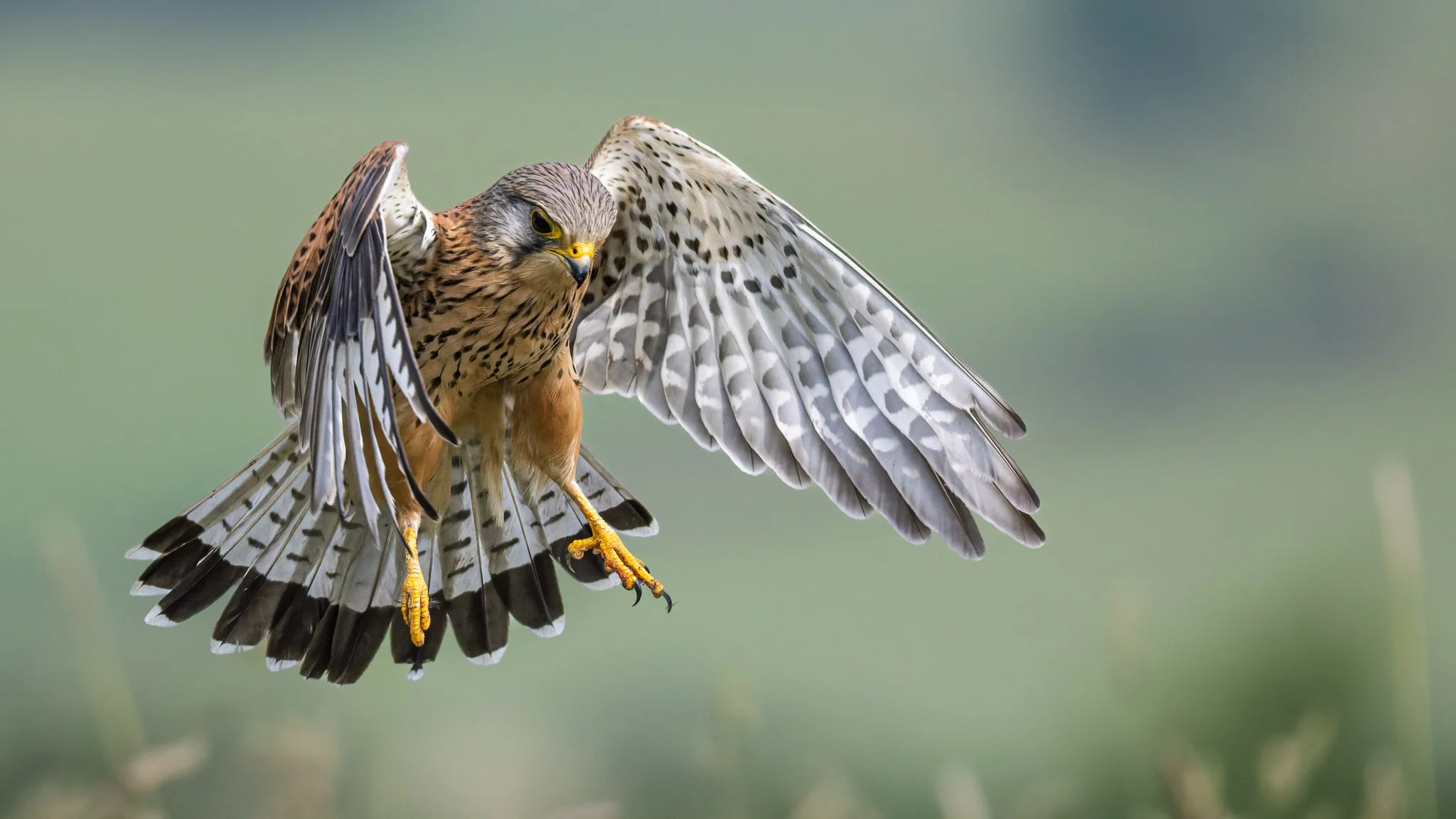R52_1197M-DxOF_Eurasian Kestrel (m)_web header.jpg