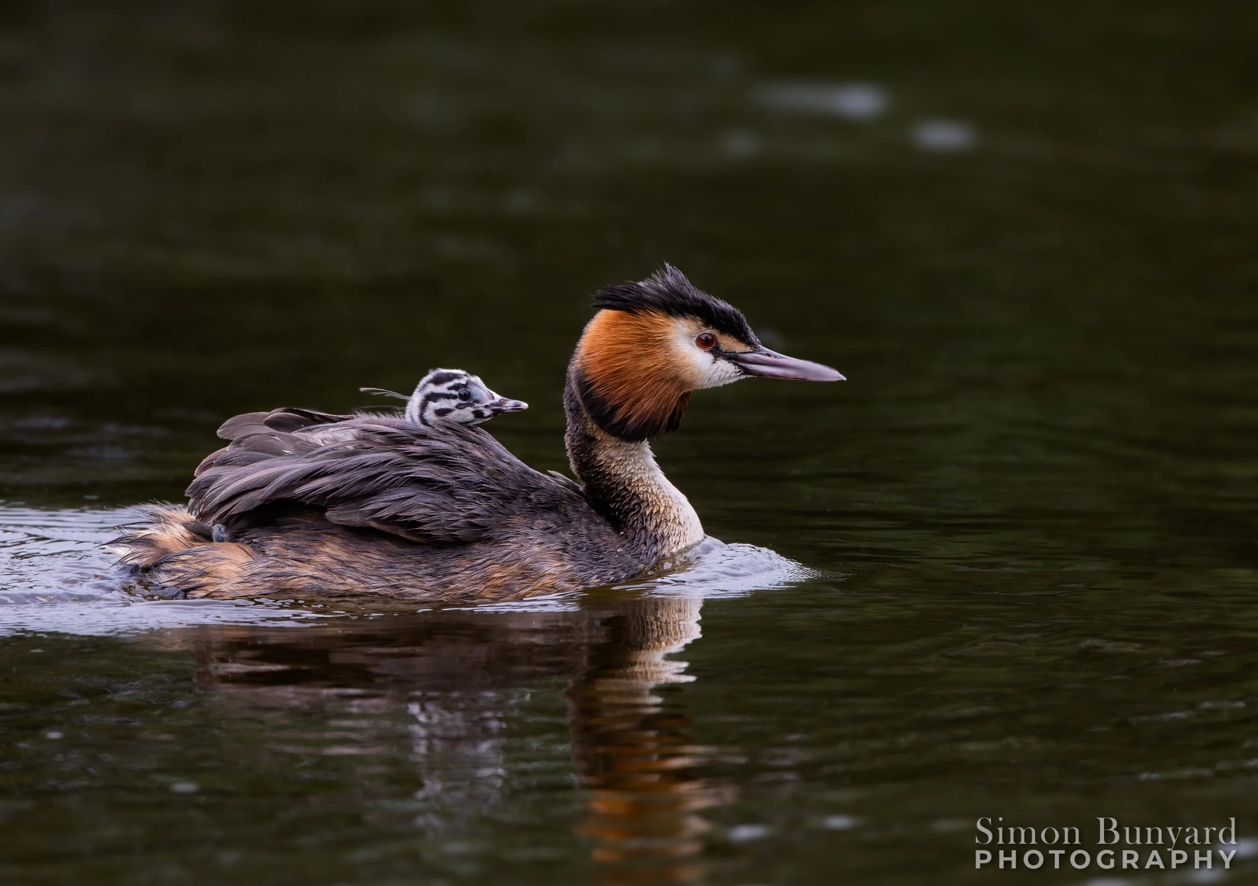 R52_4170M-DxOF-Great Crested Grebe-webWM.jpg