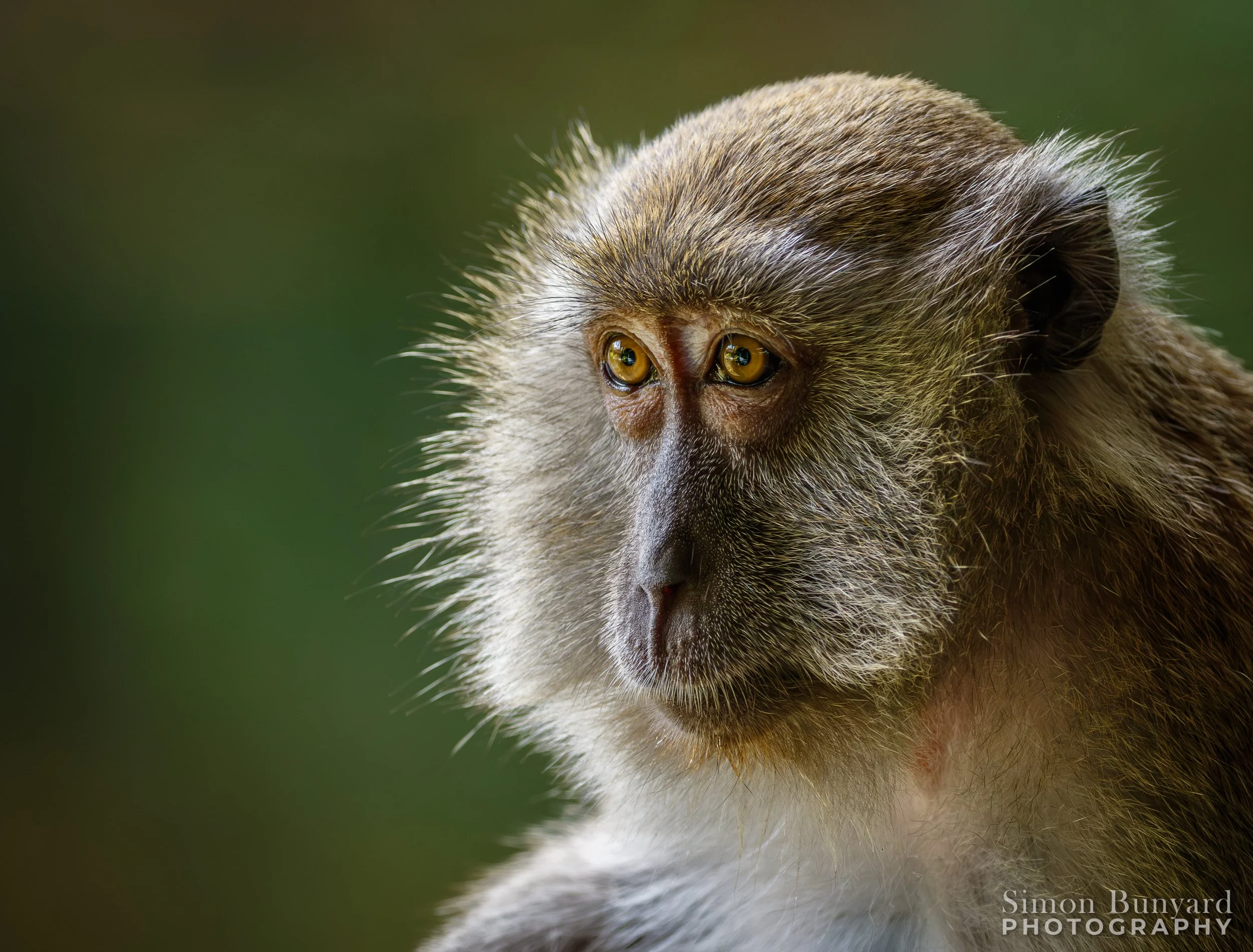 Wildlife
