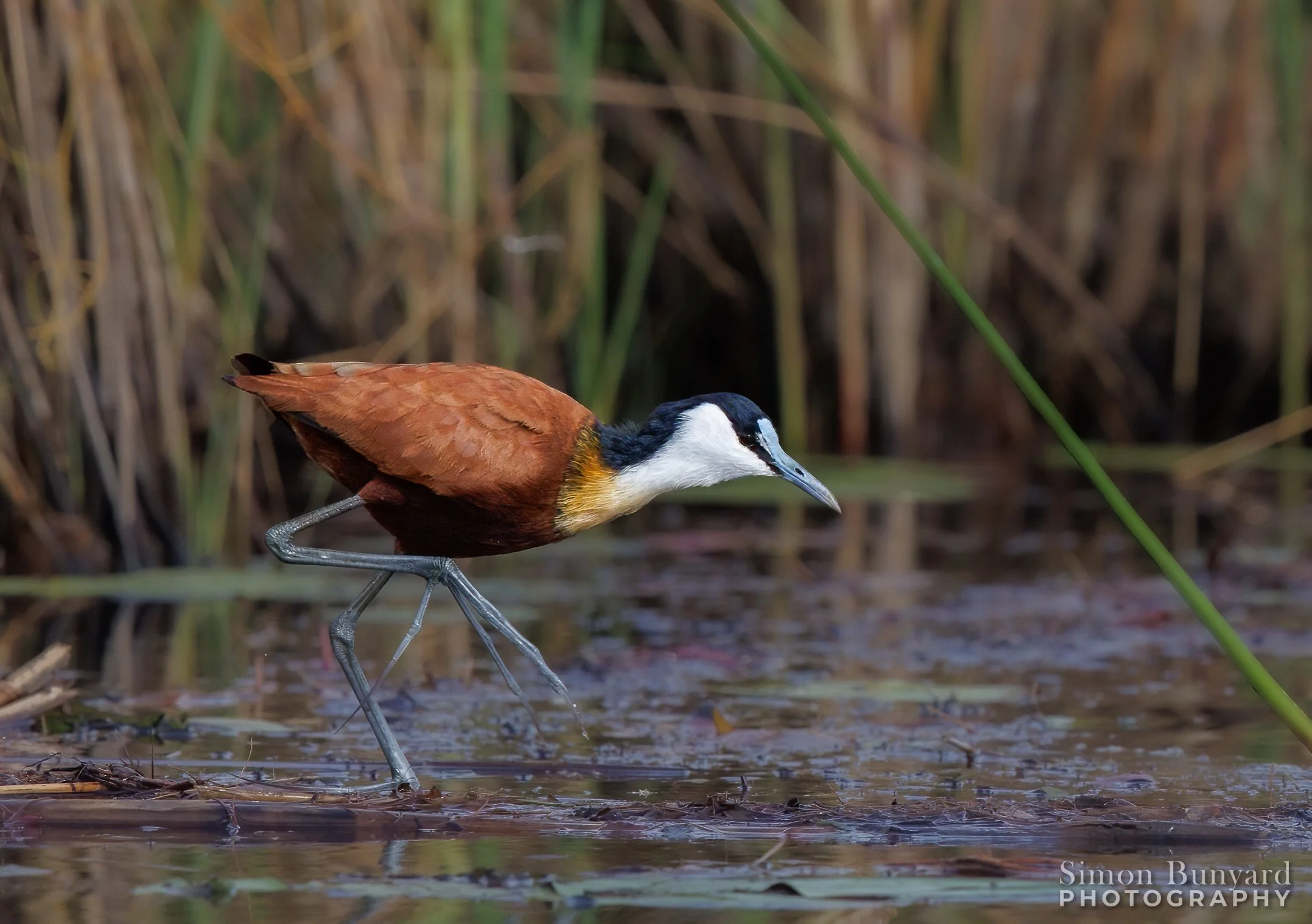 R31_5626MEF_African Jacana_webWM.jpg