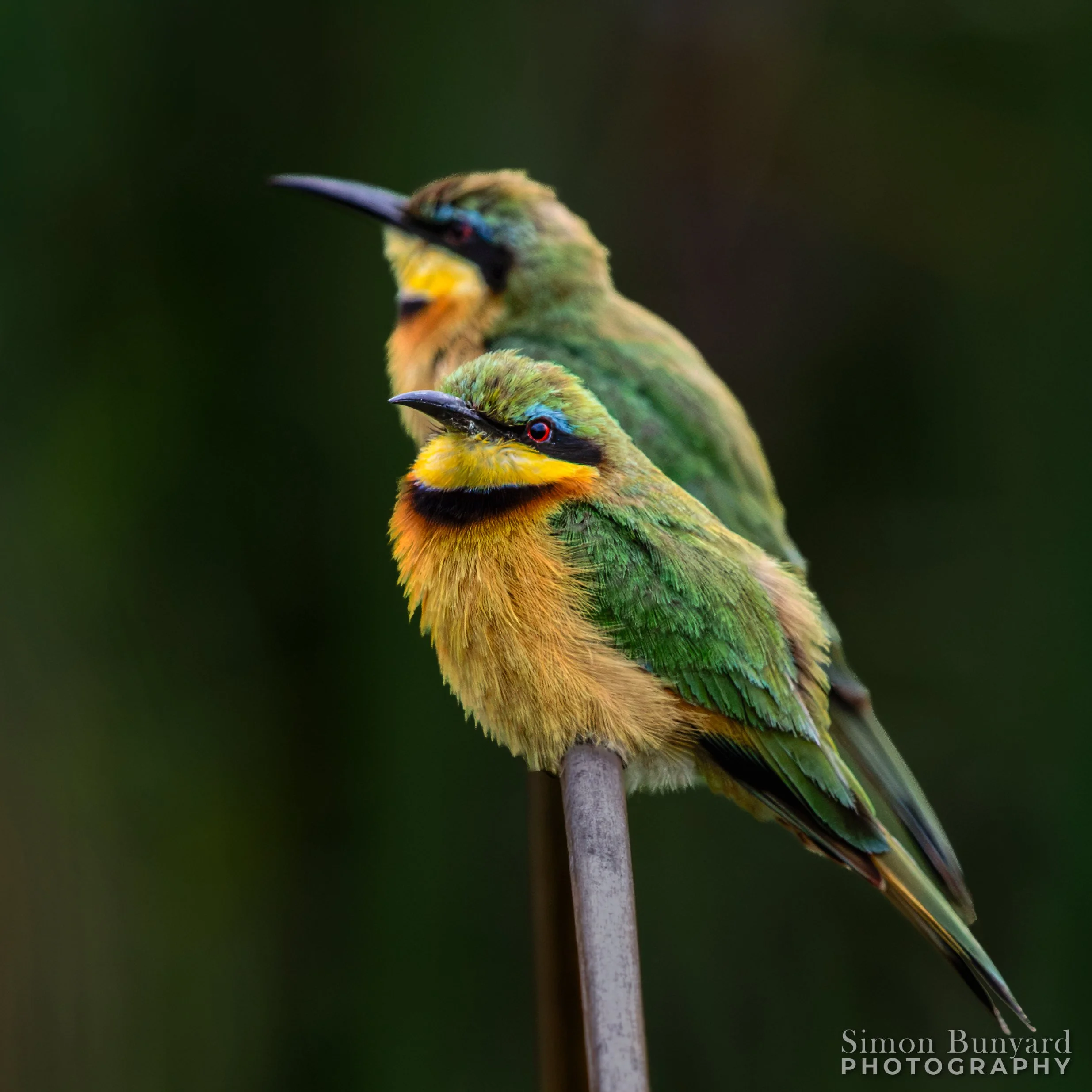 R31_5903MEF_webWM_Little Bee-eater.jpg