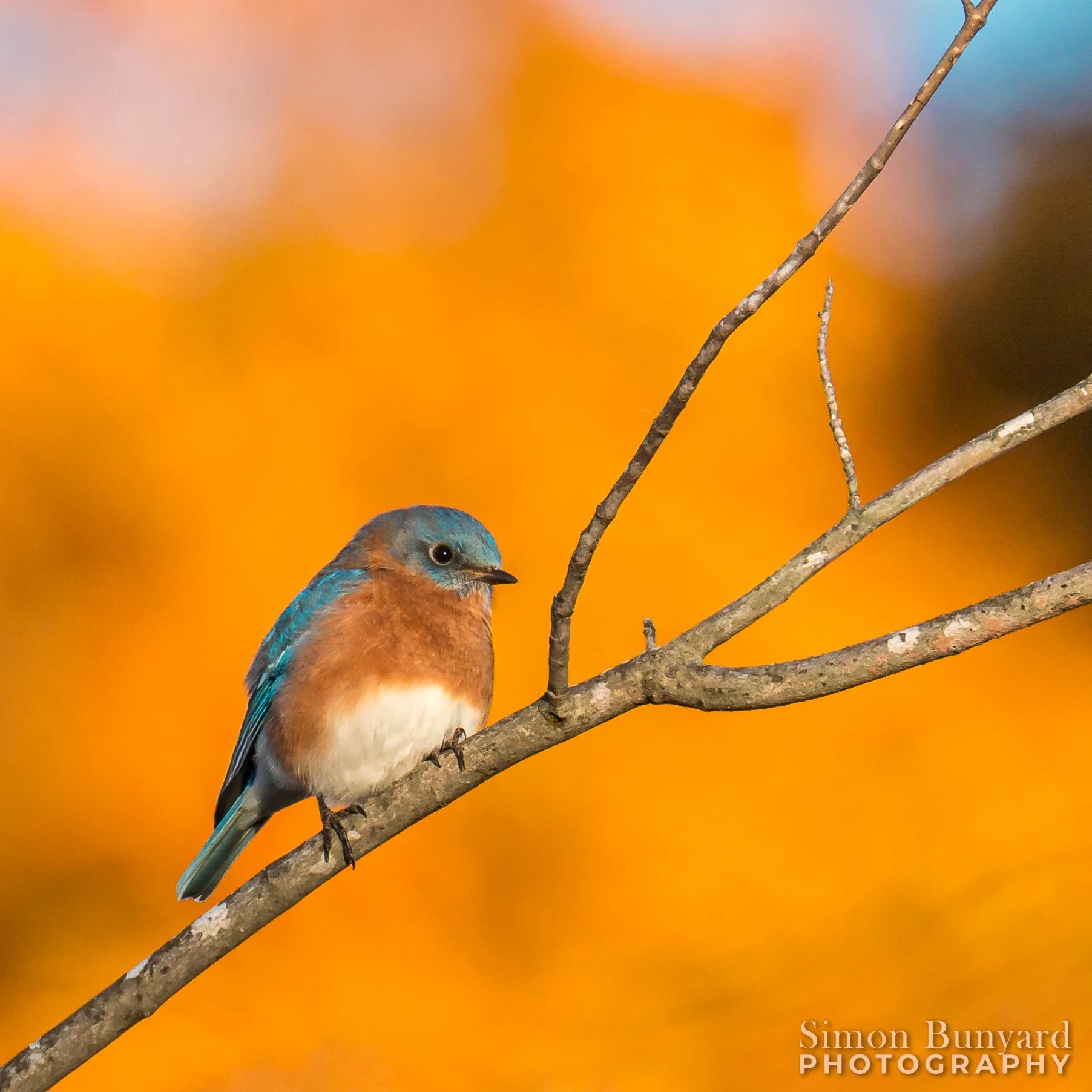 IMG_2412MF_Eastern Bluebird_webWM.jpg