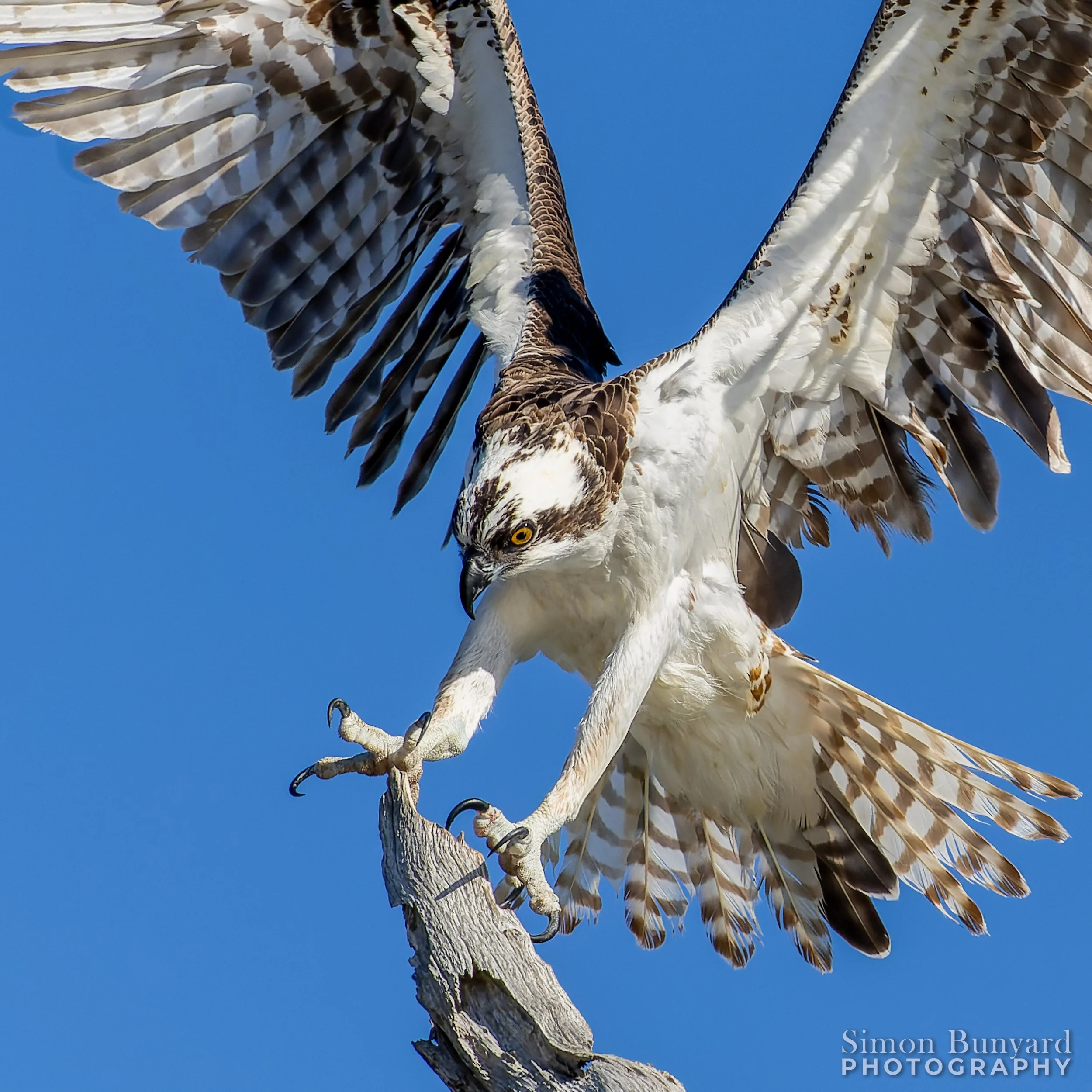 R31_1526M_DxOdp2xF_webWM_Osprey.jpg