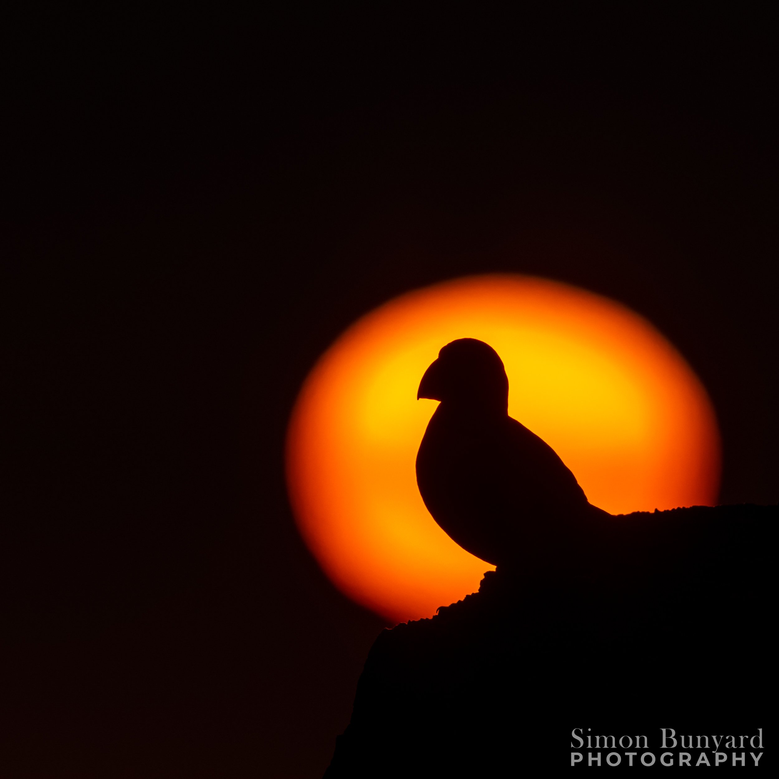 R51_5664MF_webWM_Puffin Silhouette.jpg