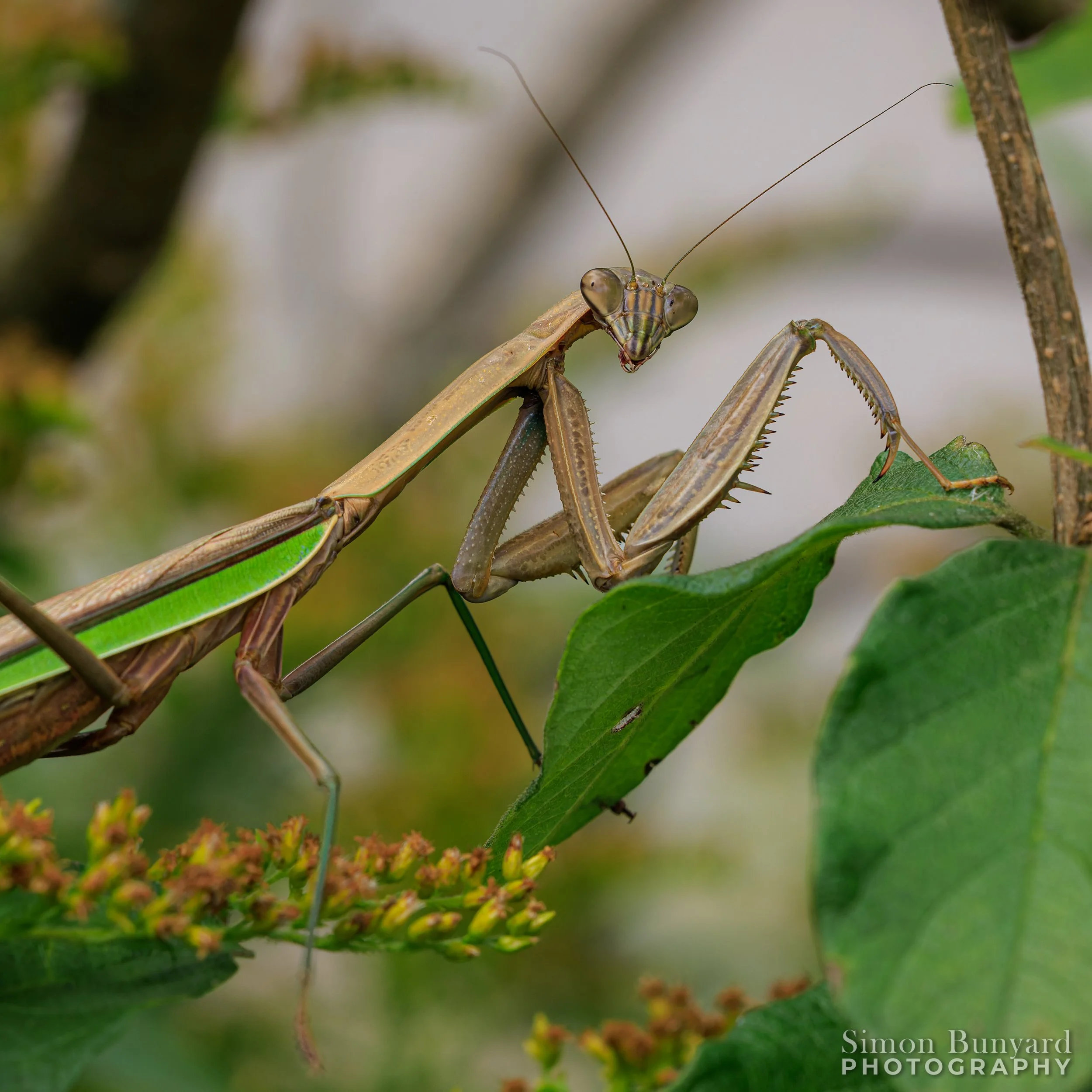 R51_0260M-DxOdpF_webWM_Preying Mantis.jpg