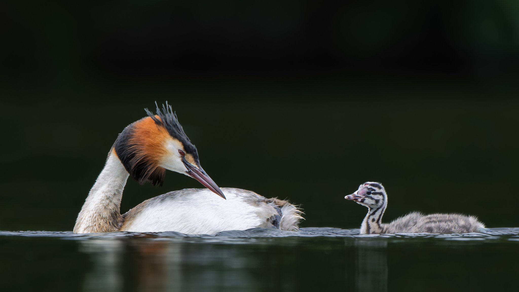 R52_0984M-DxOF_Great Crested Grebe_web header.jpg
