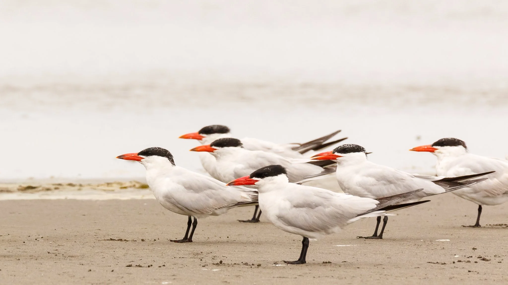 IMG_9324MF_Caspian Terns_web header.jpg