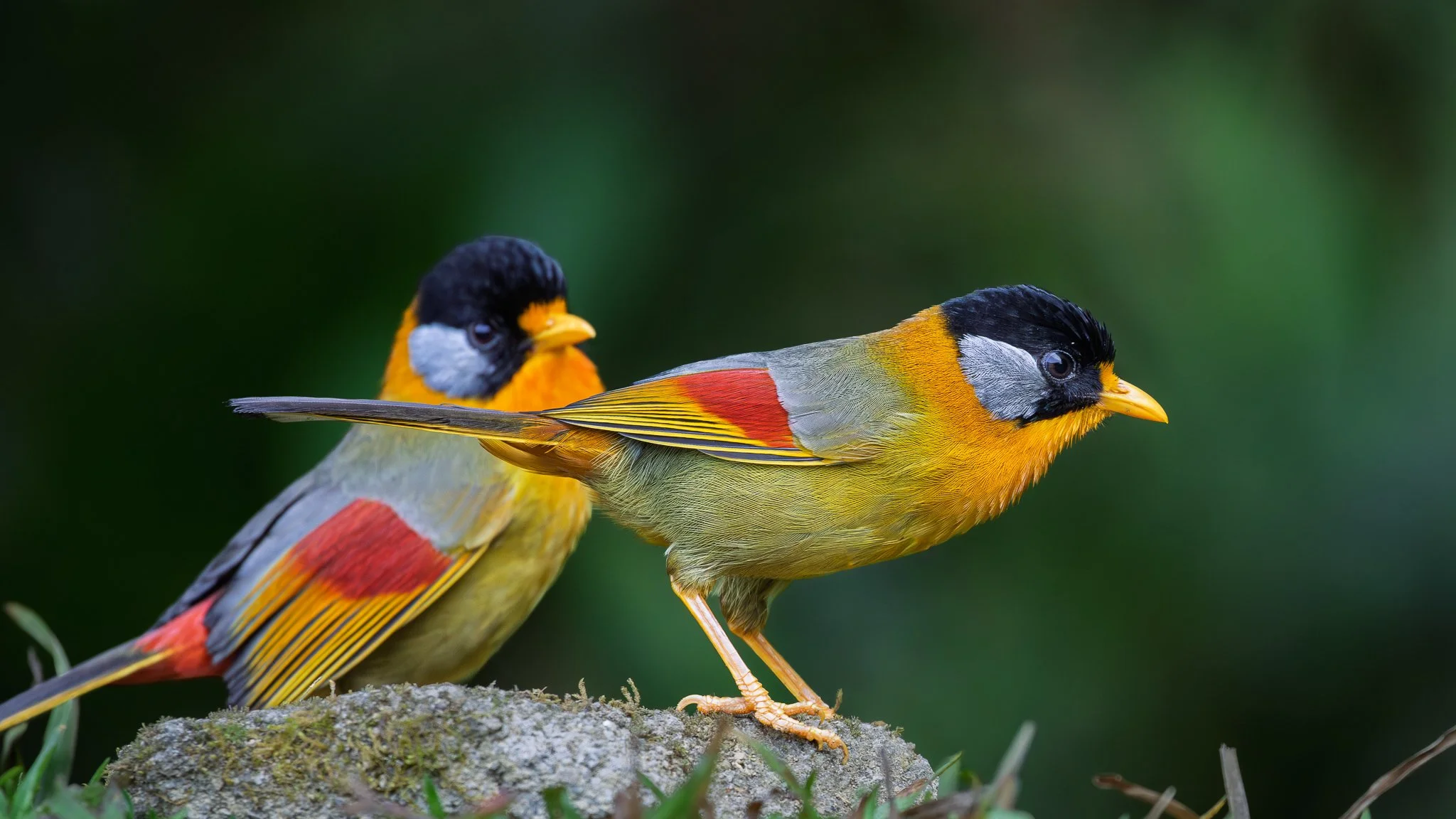 _MG_7963MF_Silver-eared Mesia_web header.jpg