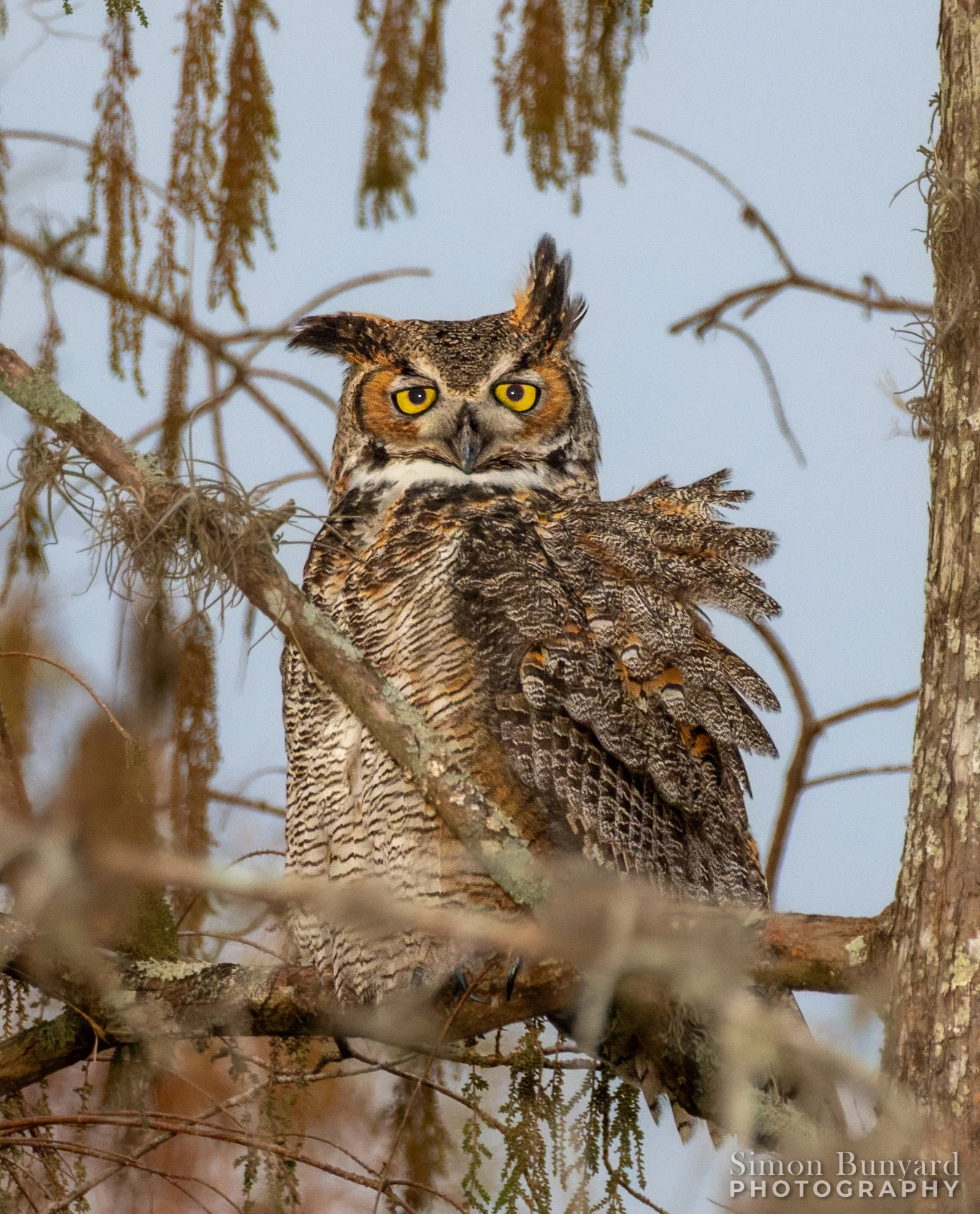 _MG_0715M-DxOF_webWM_Great Horned Owl - male.jpg