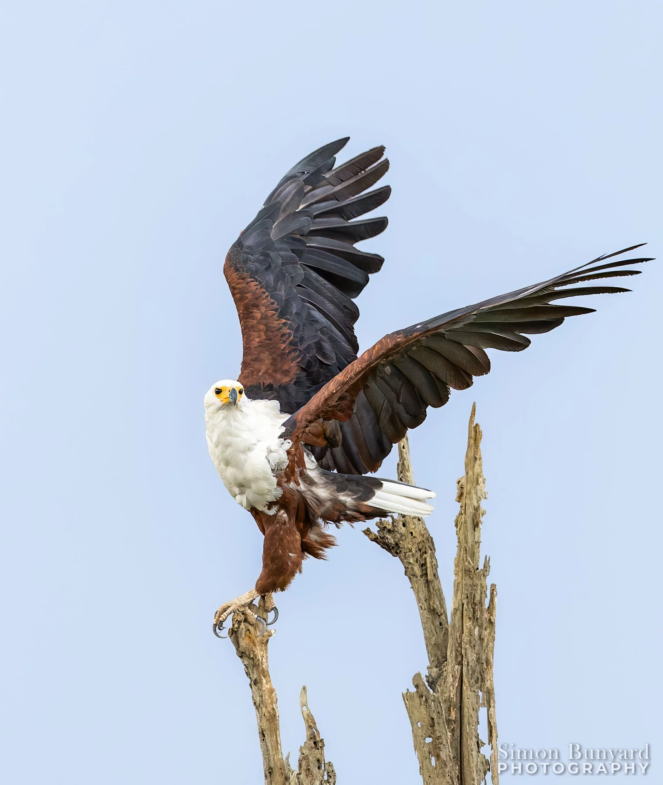 R31_5409M-DxO_DeepPRIME XD2s-3F-2_African Fish Eagle_webWM.jpg