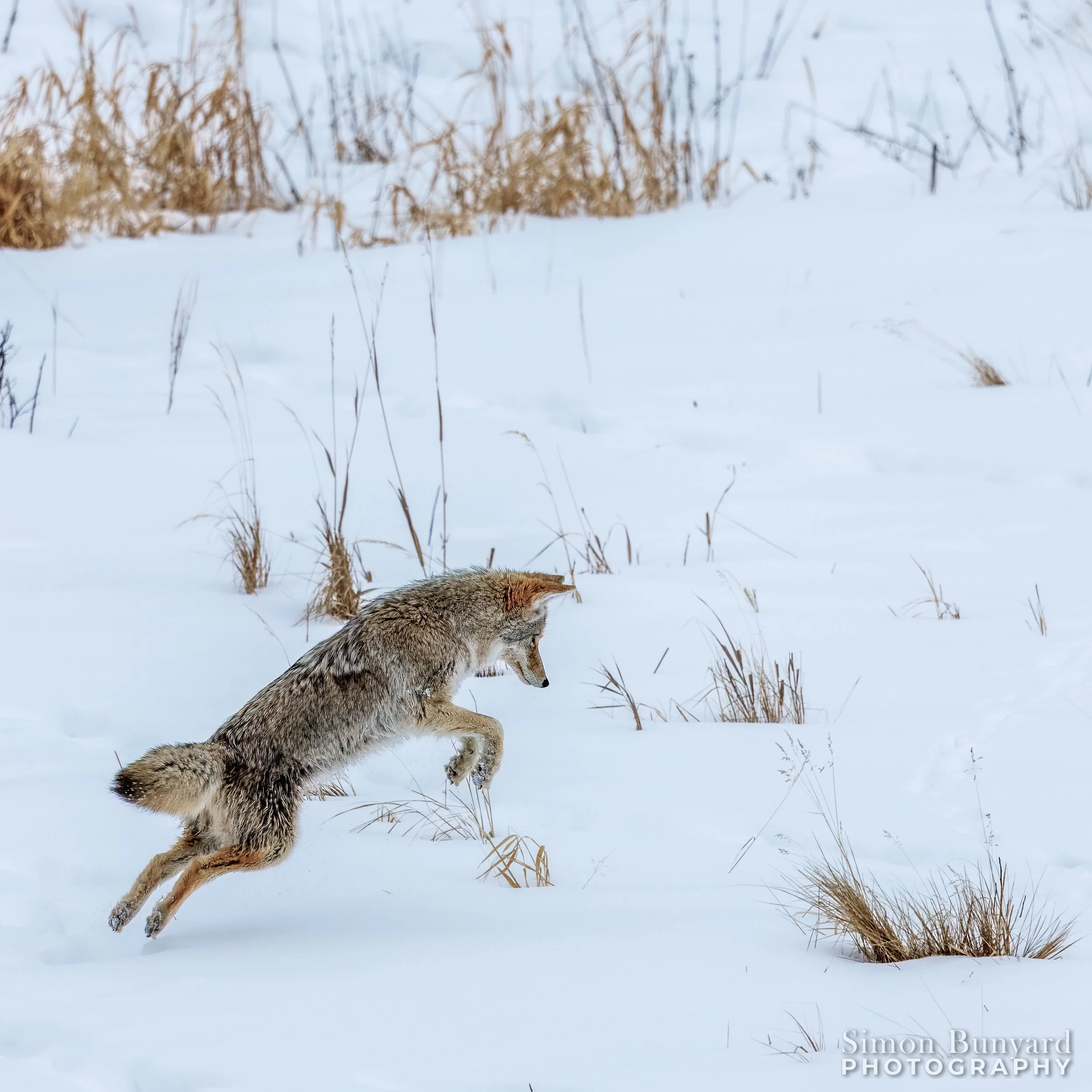R31_4422MF_webWM_Coyote.jpg