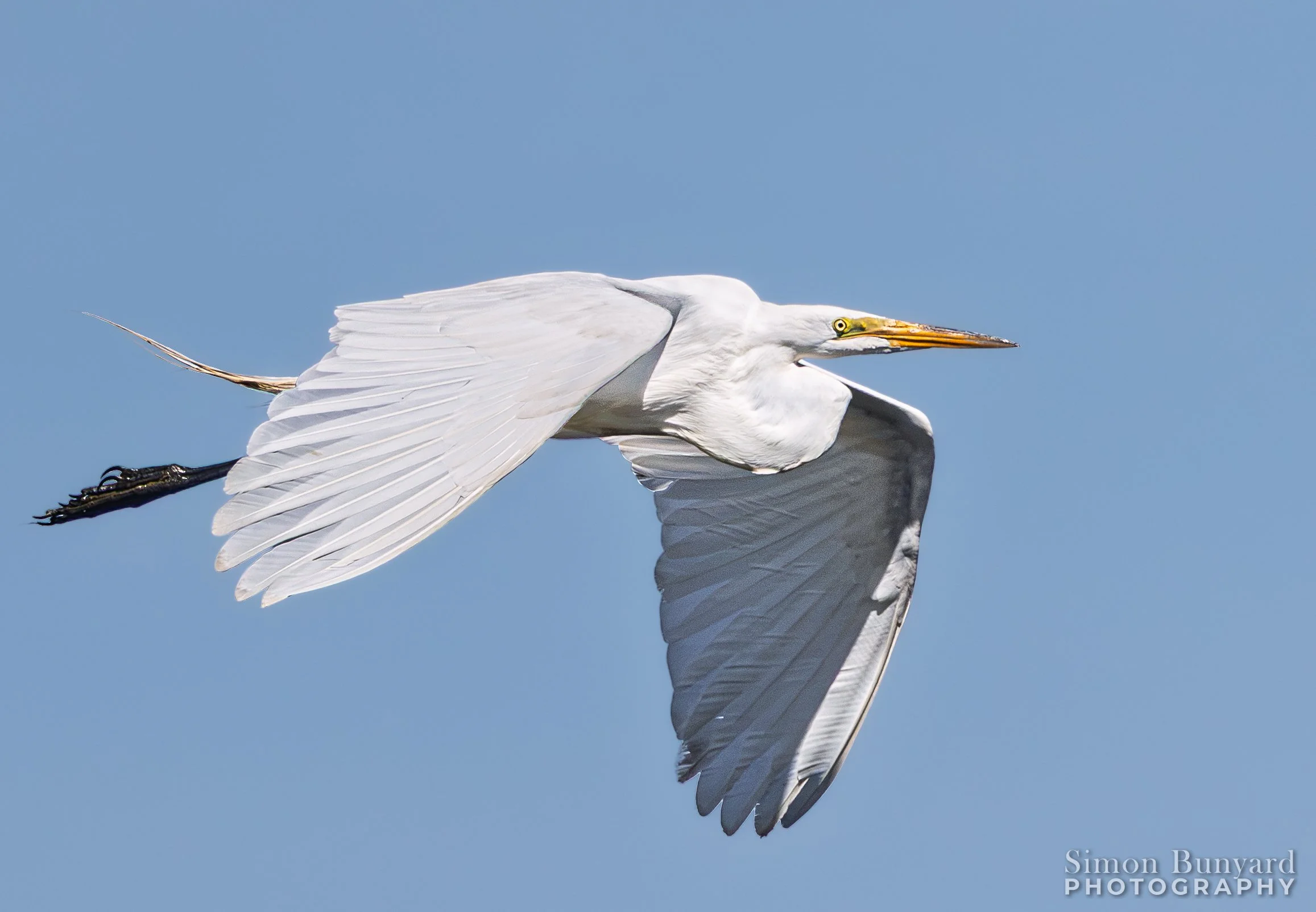 R52_8576MF_webWM_Great Egret.jpg