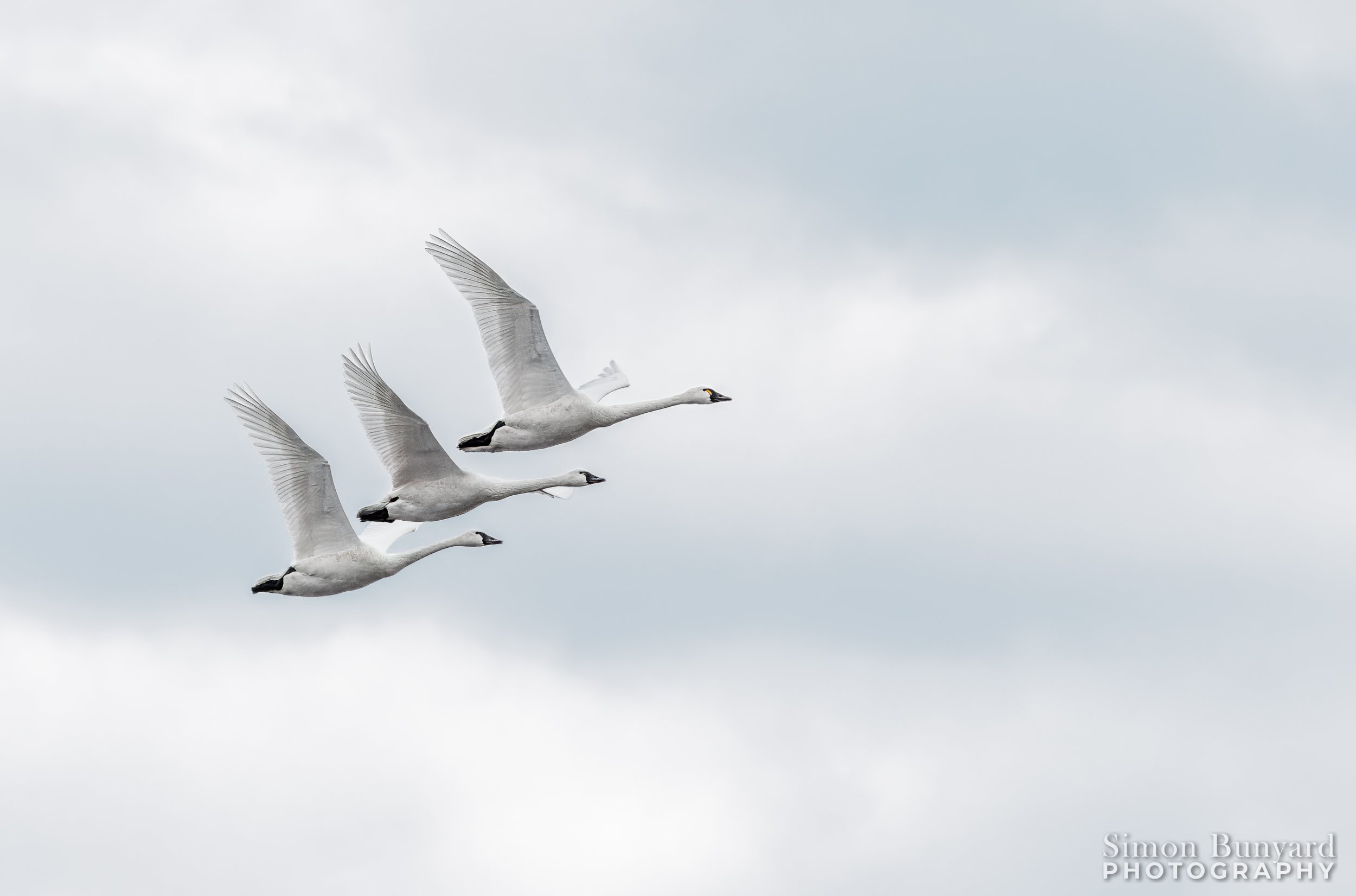 R31_7206-2MtF_webWM_Tundra Swans.jpg