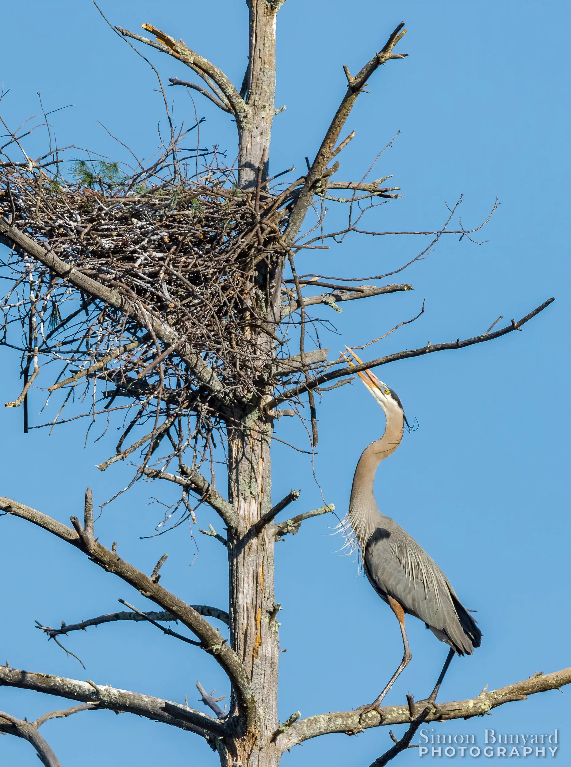 IMG_2808MEF_webWM_Great Blue Heron.jpg