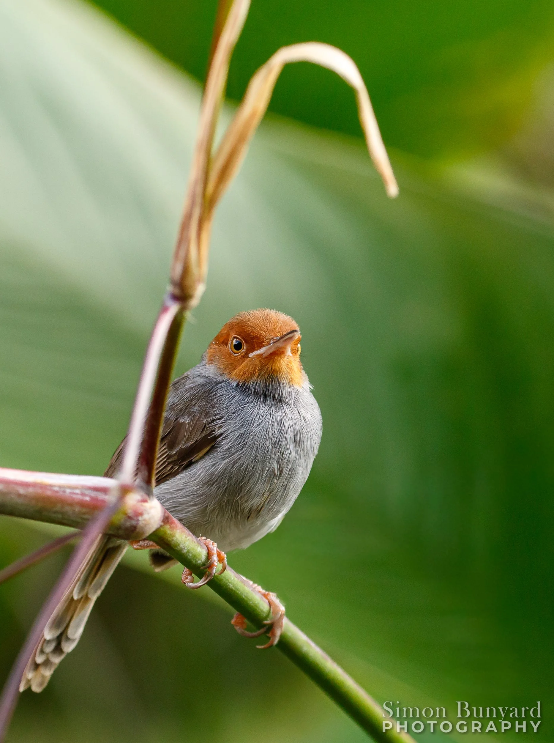 _MG_5680MF_Ashy Tailorbird - male_webWM.jpg