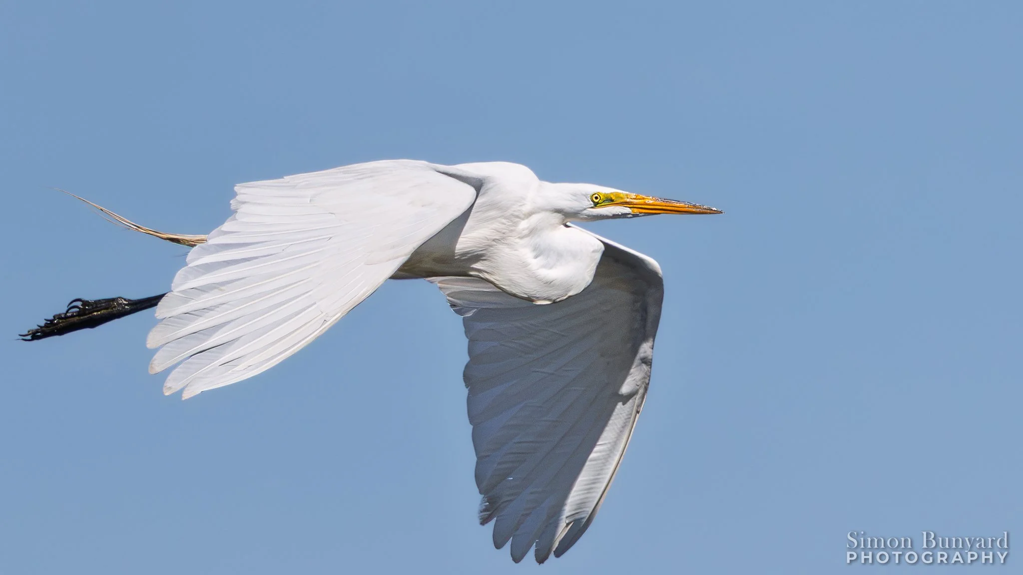 R52_8576MF_web header_Great Egret.jpg