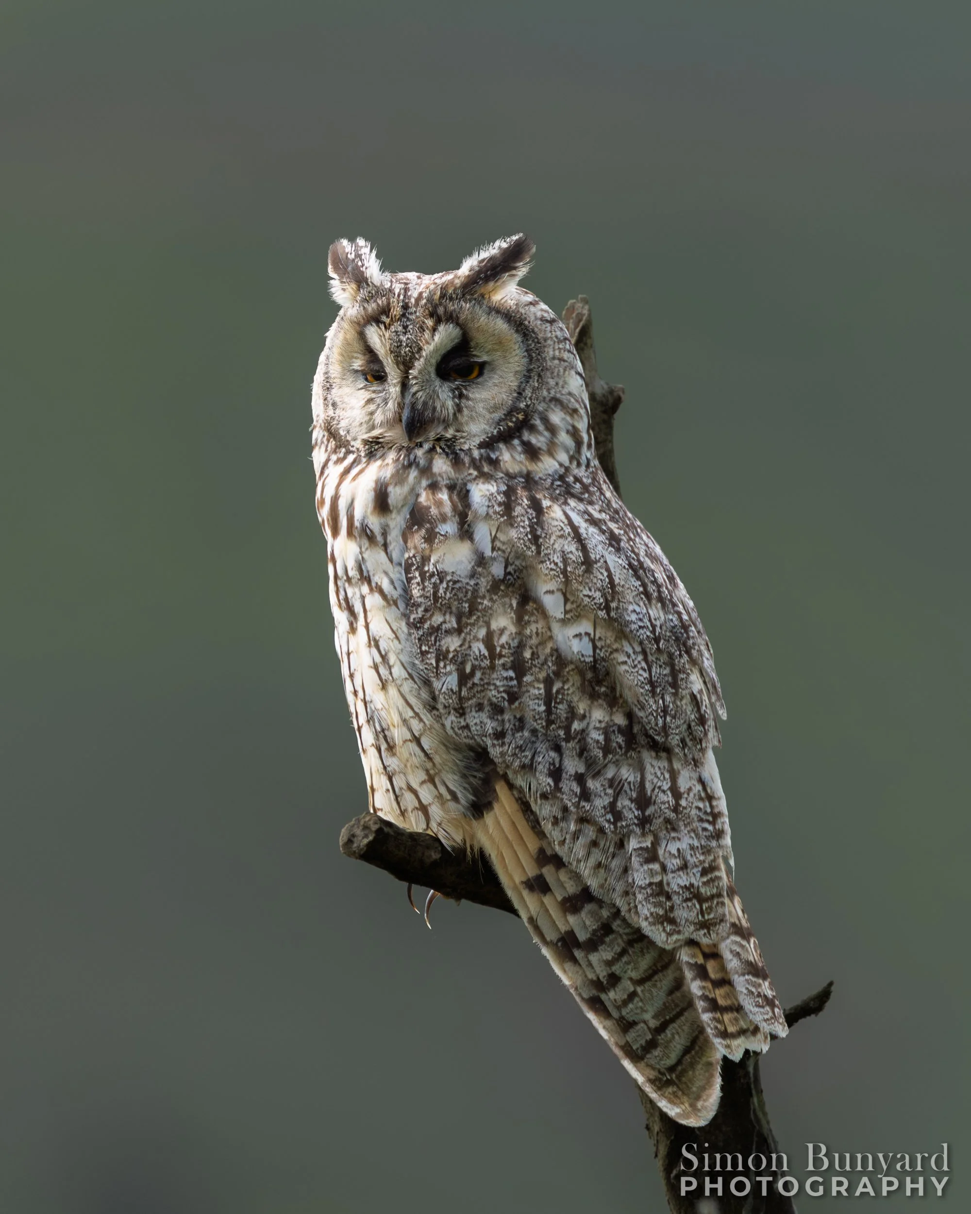 R52_5754MF_Long-eared Owl_webWM.jpg