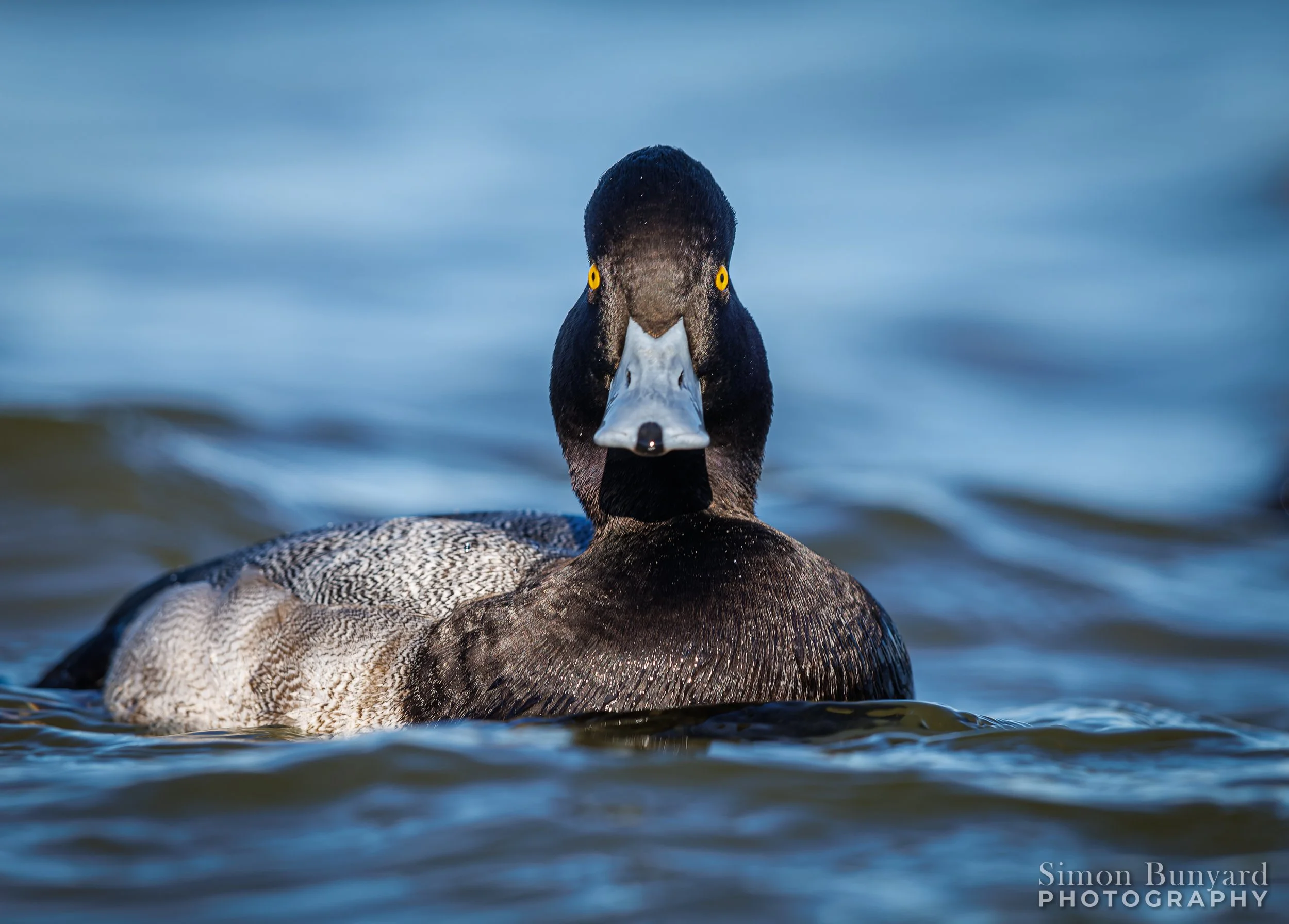 R31_5893M-DxOdpF_webWM_Lesser Scaup (m).jpg