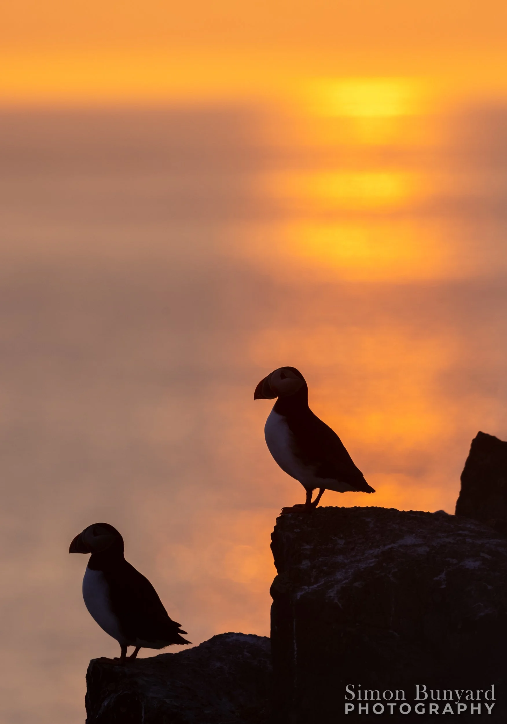 R51_5610MF_Puffin Silhouette_webWM.jpg