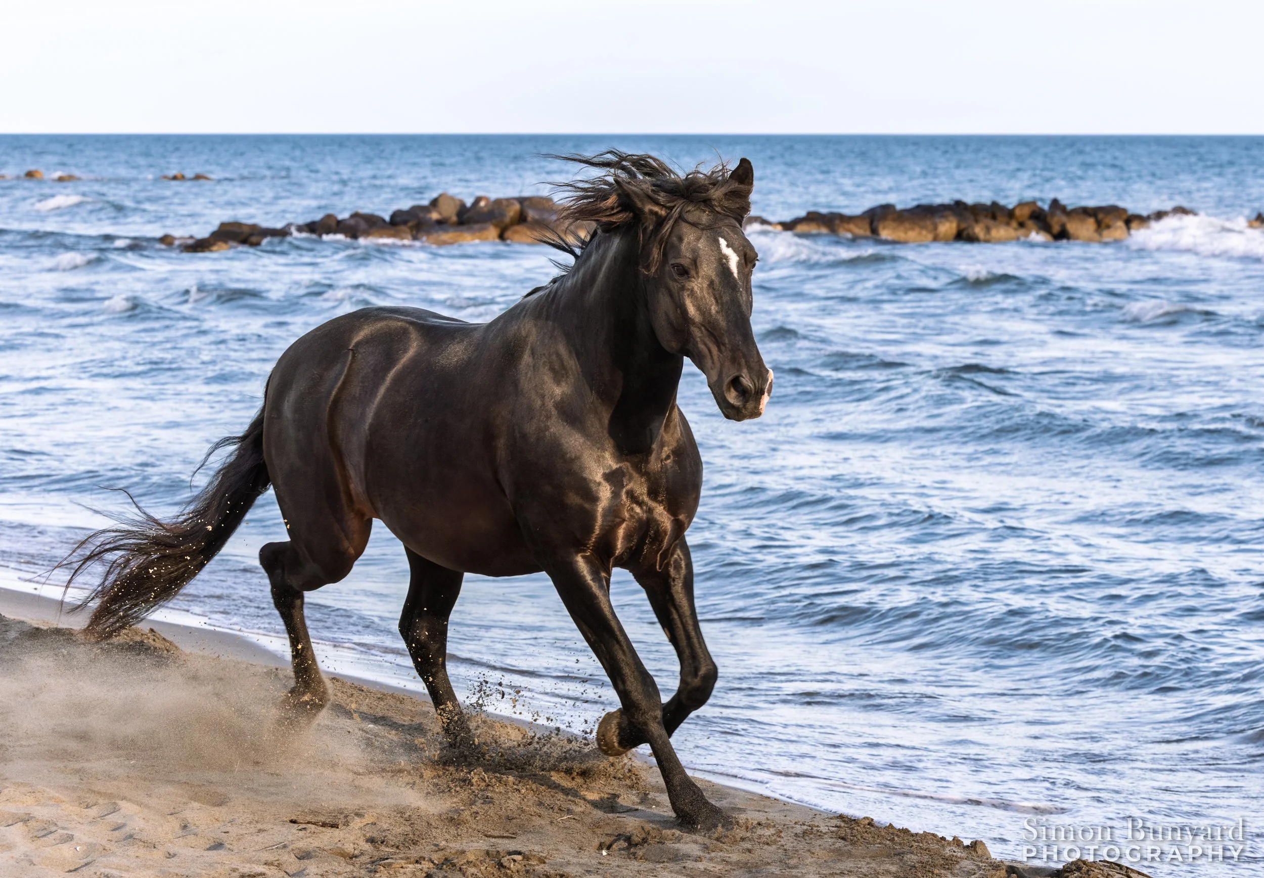 R31_4143M-EnhNRF_webWM_Black Stallion.jpg