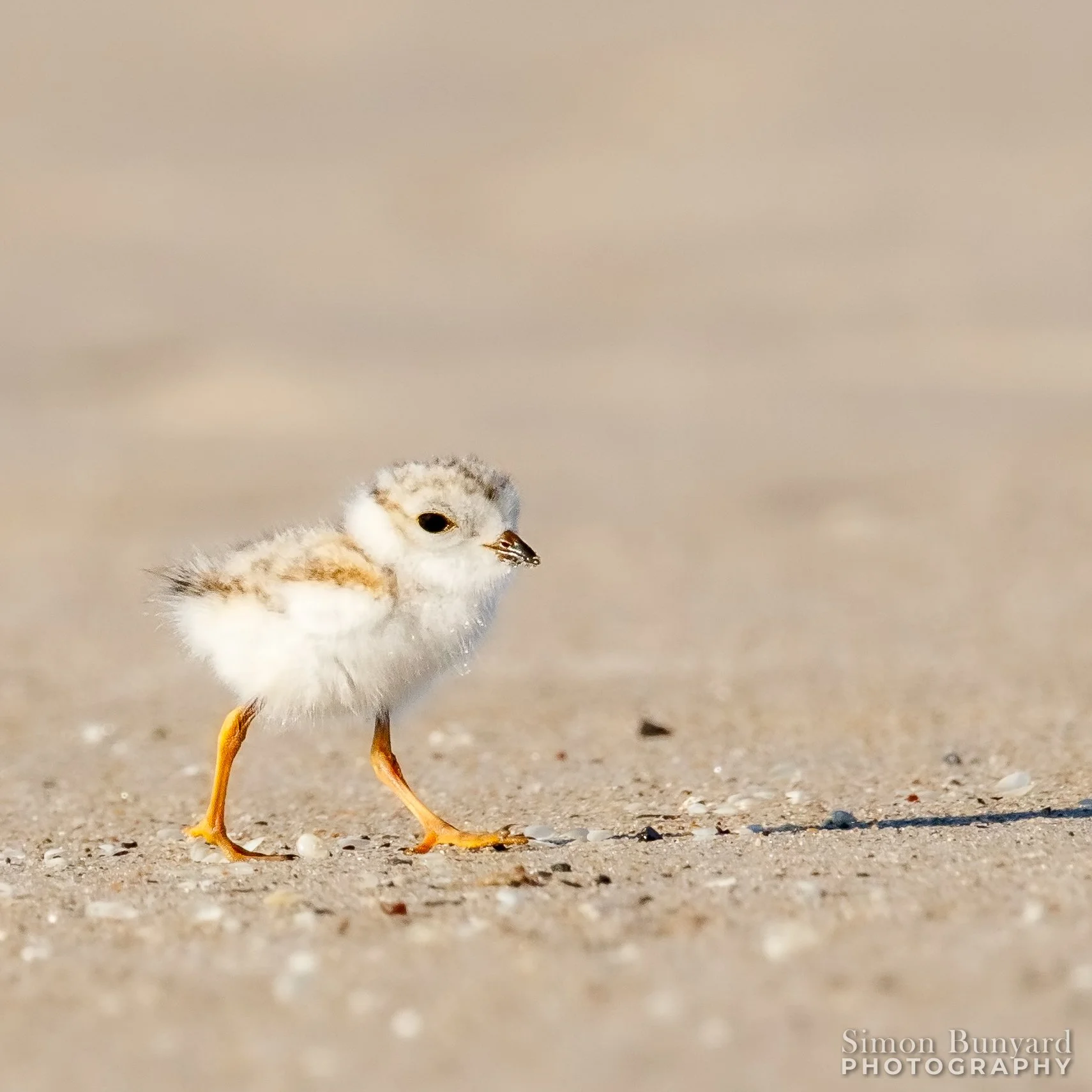 _MG_9661MEF_webWM_Piping Plover Chick.jpg