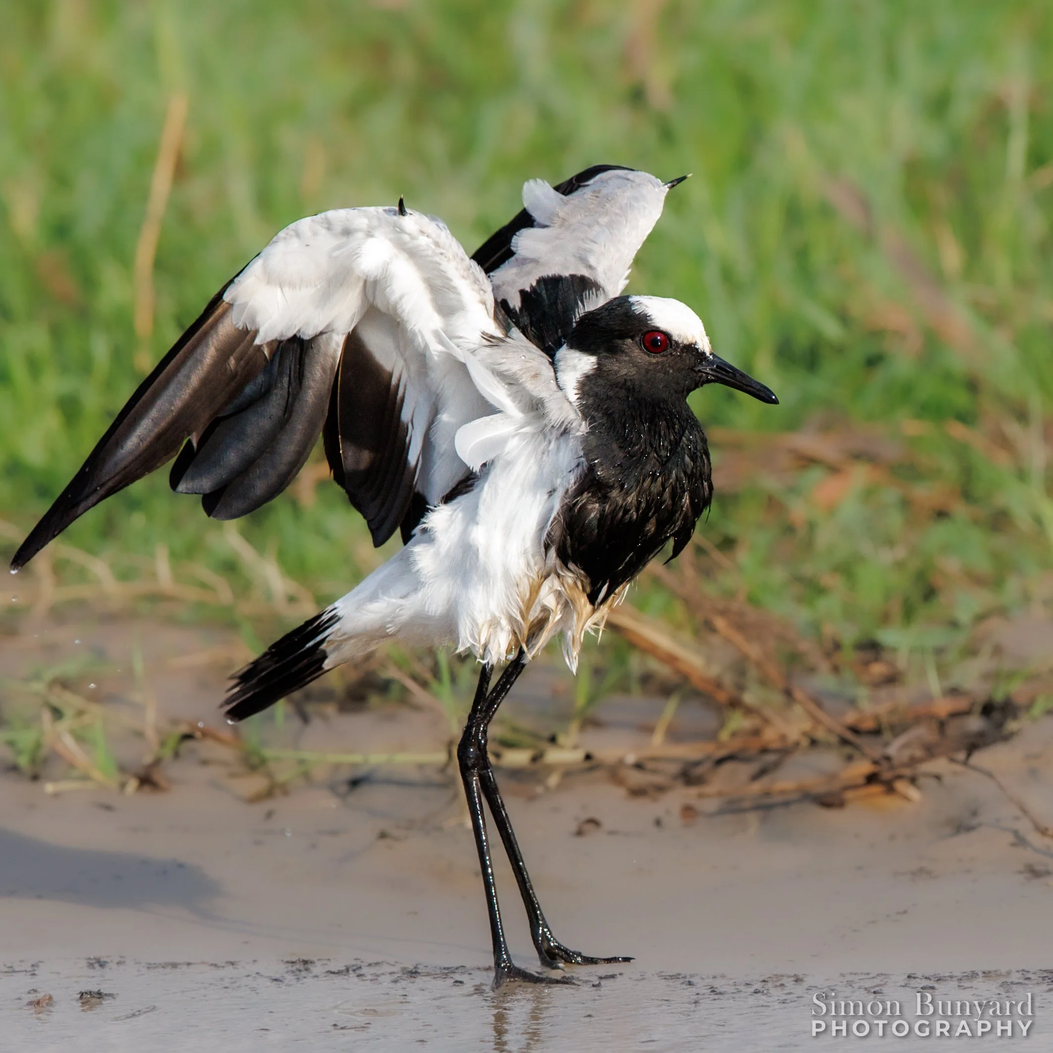 R31_0172MF_webWM_Blacksmith Lapwing.jpg