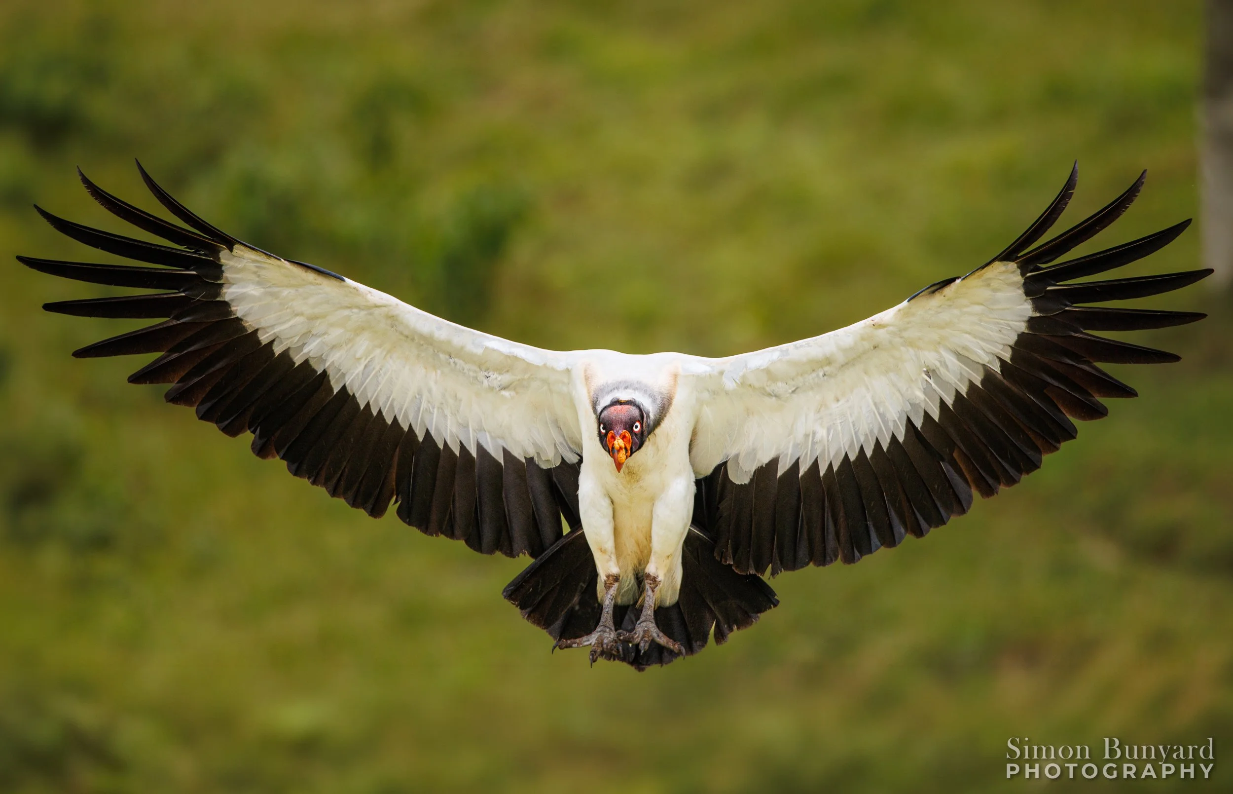 R51_8173MEF_webWM_King Vulture.jpg