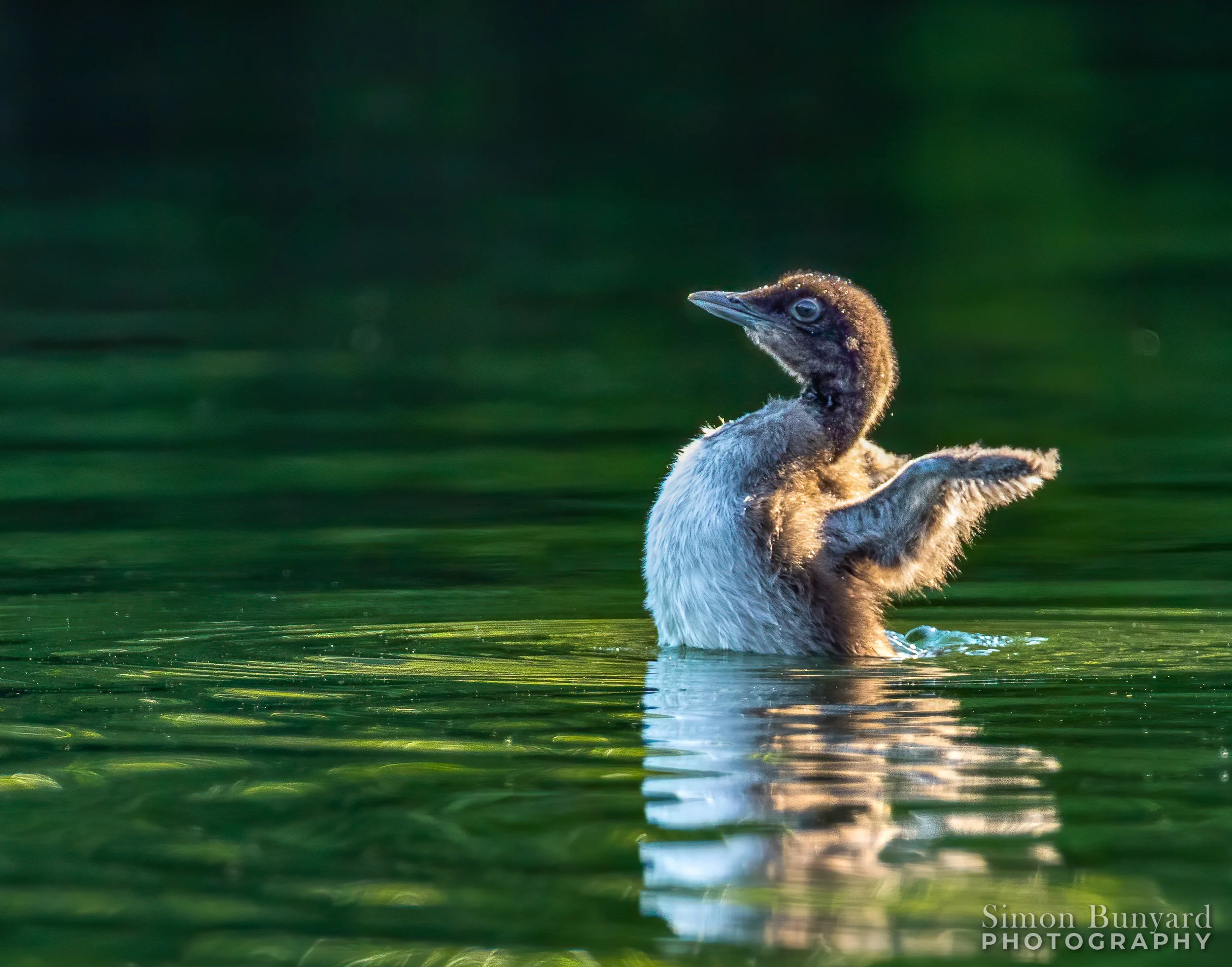 _MG_2914MEEFC_Common Loon_webWM.jpg