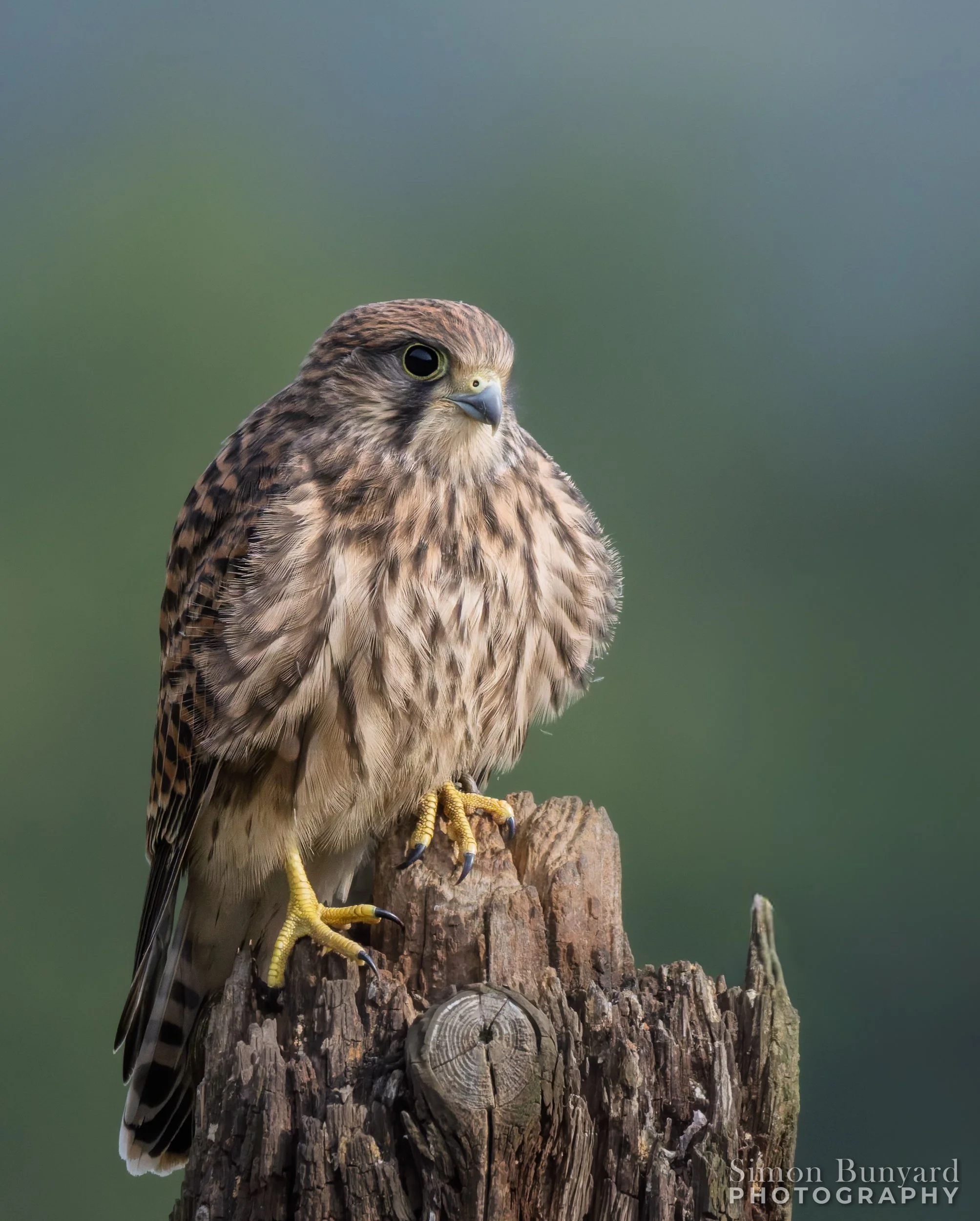 R52_0363M-DxOF_Eurasian Kestrel (j)_webWM.jpg