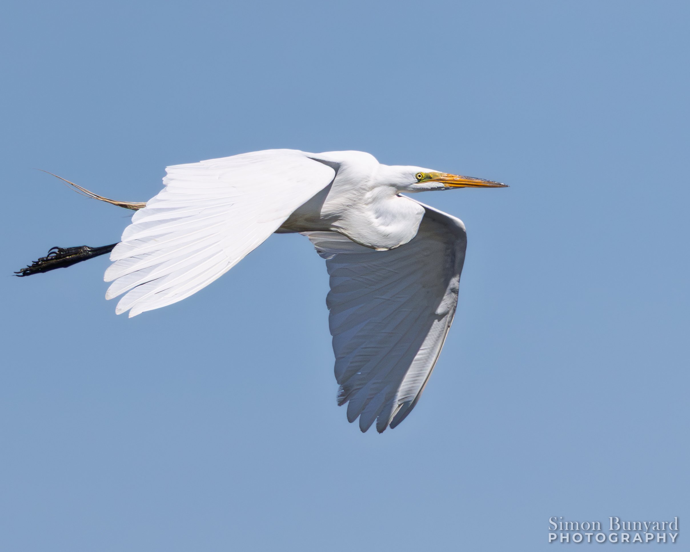 R52_8576MF_Great Egret_webWM.jpg