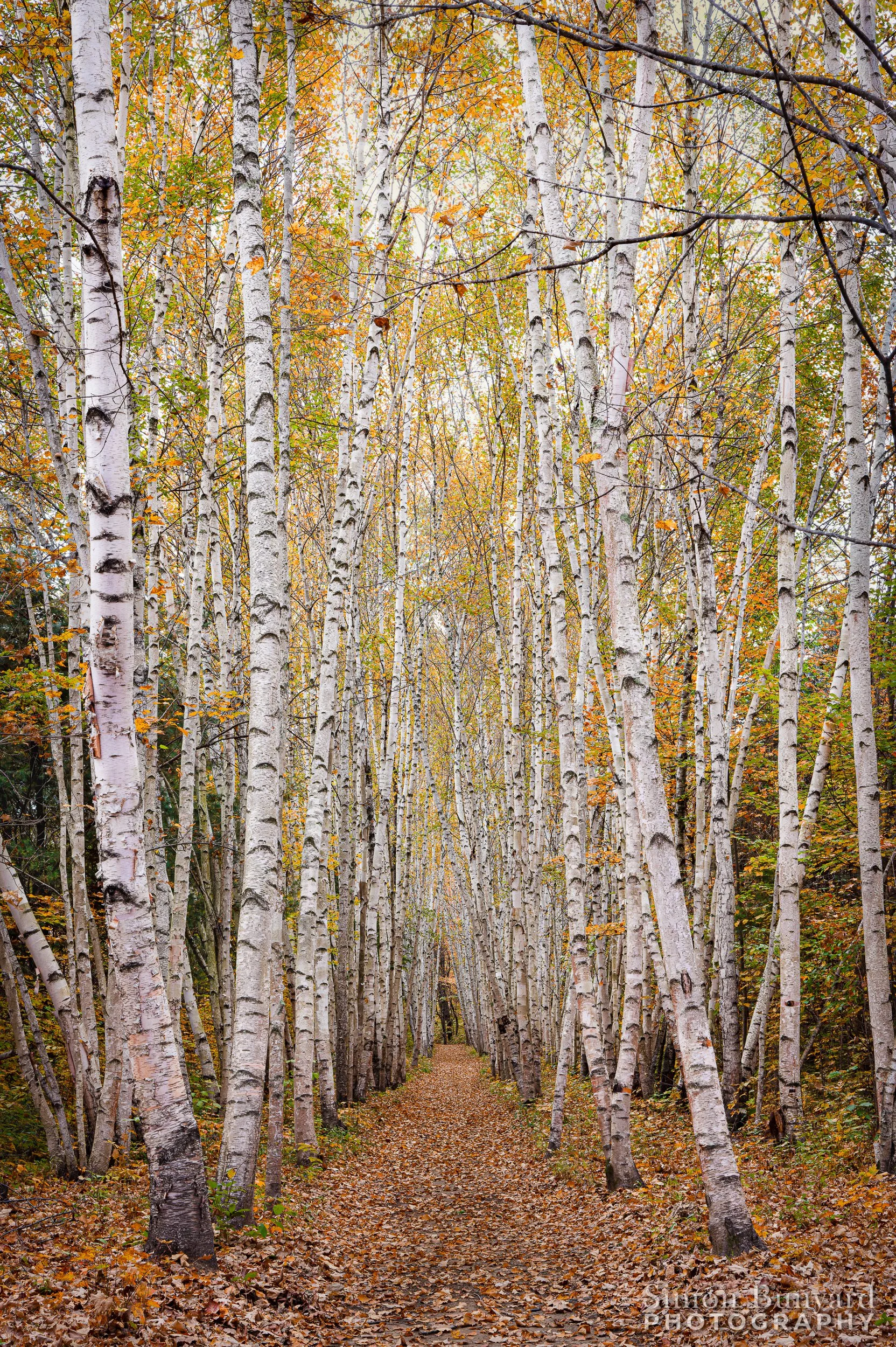 R51_9575-DxOdpEMF_Birch Grove in Fall_webWM.jpg