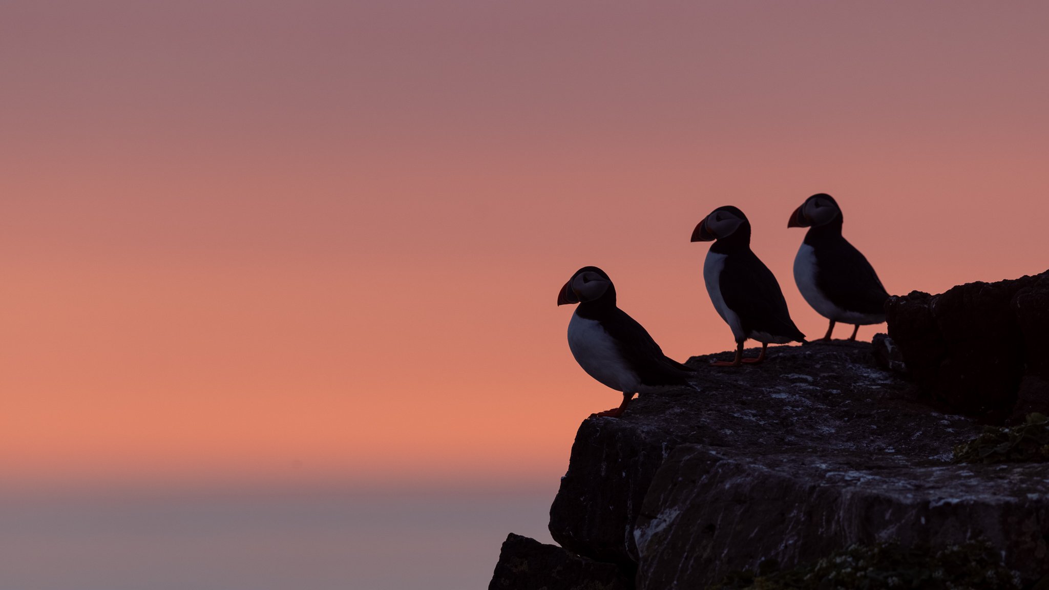 R51_5698MF_Puffin Silhouette_web header.jpg