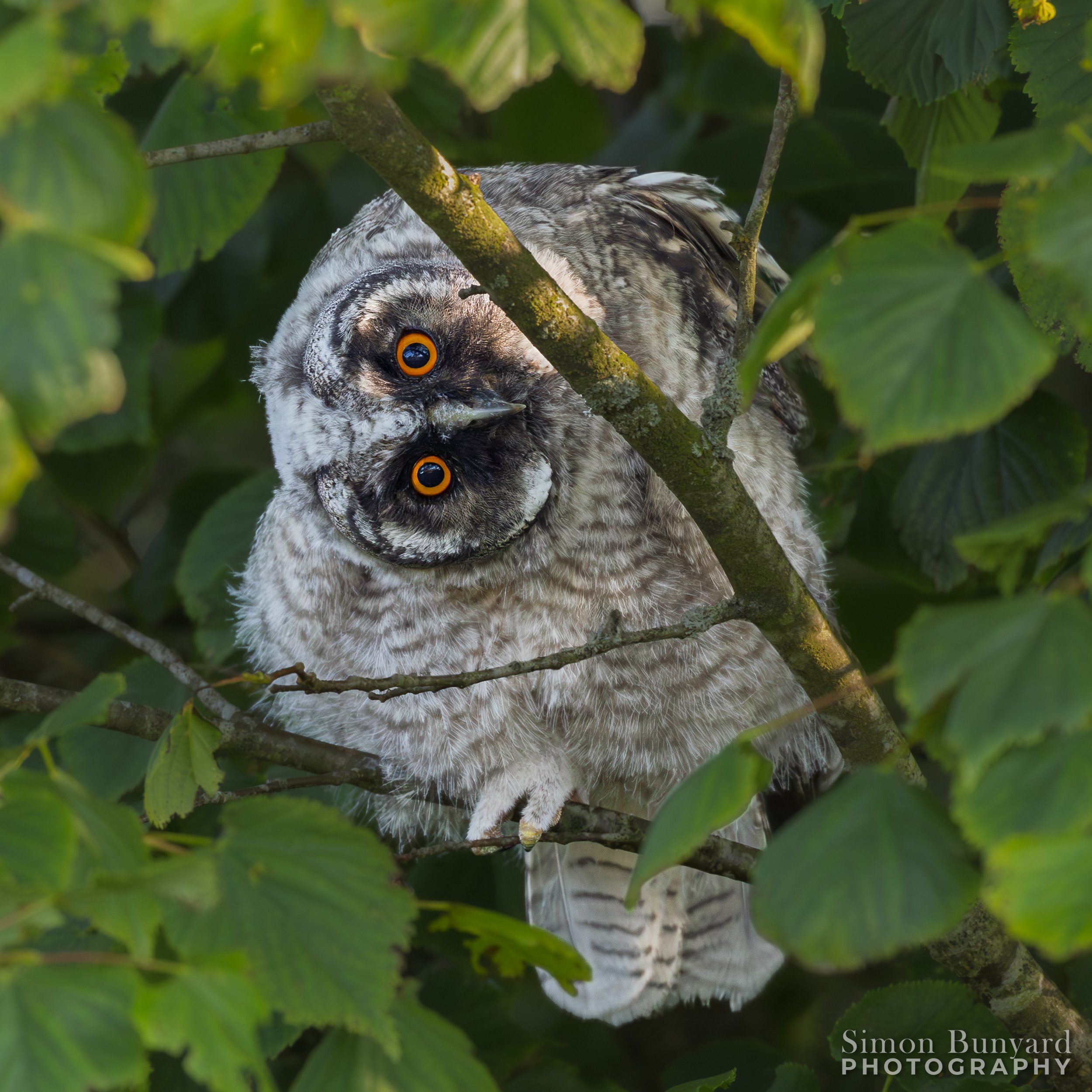 R52_8294MF_webWM_Long-eared Owl Chick.jpg
