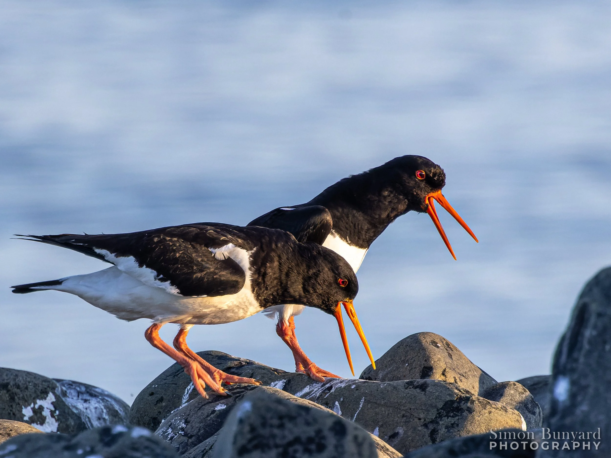 R51_9277M-DxOdpF_webWM_Eurasian Oystercatcher.jpg