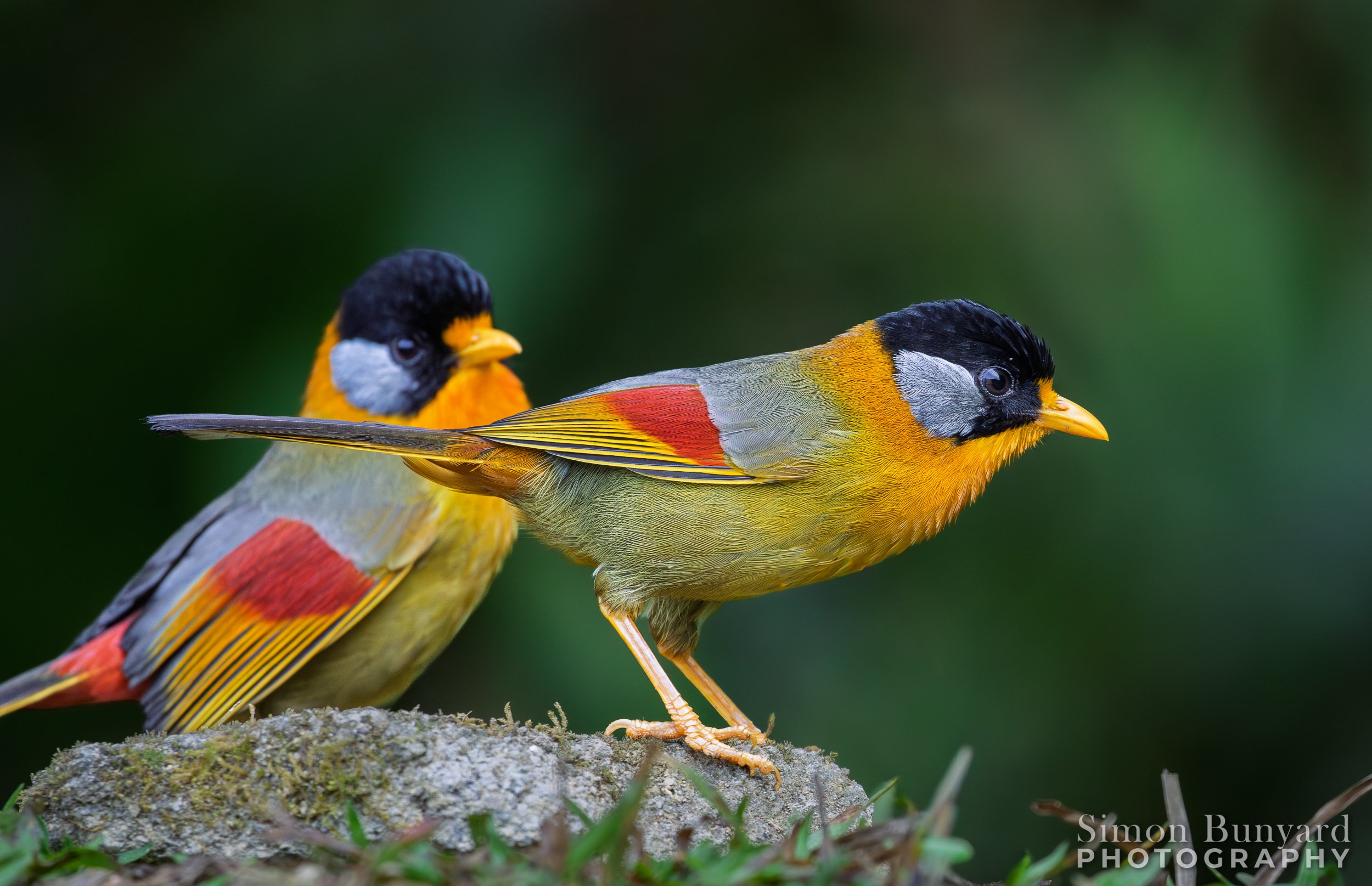 _MG_7963MF_Silver-eared Mesia_webWM.jpg
