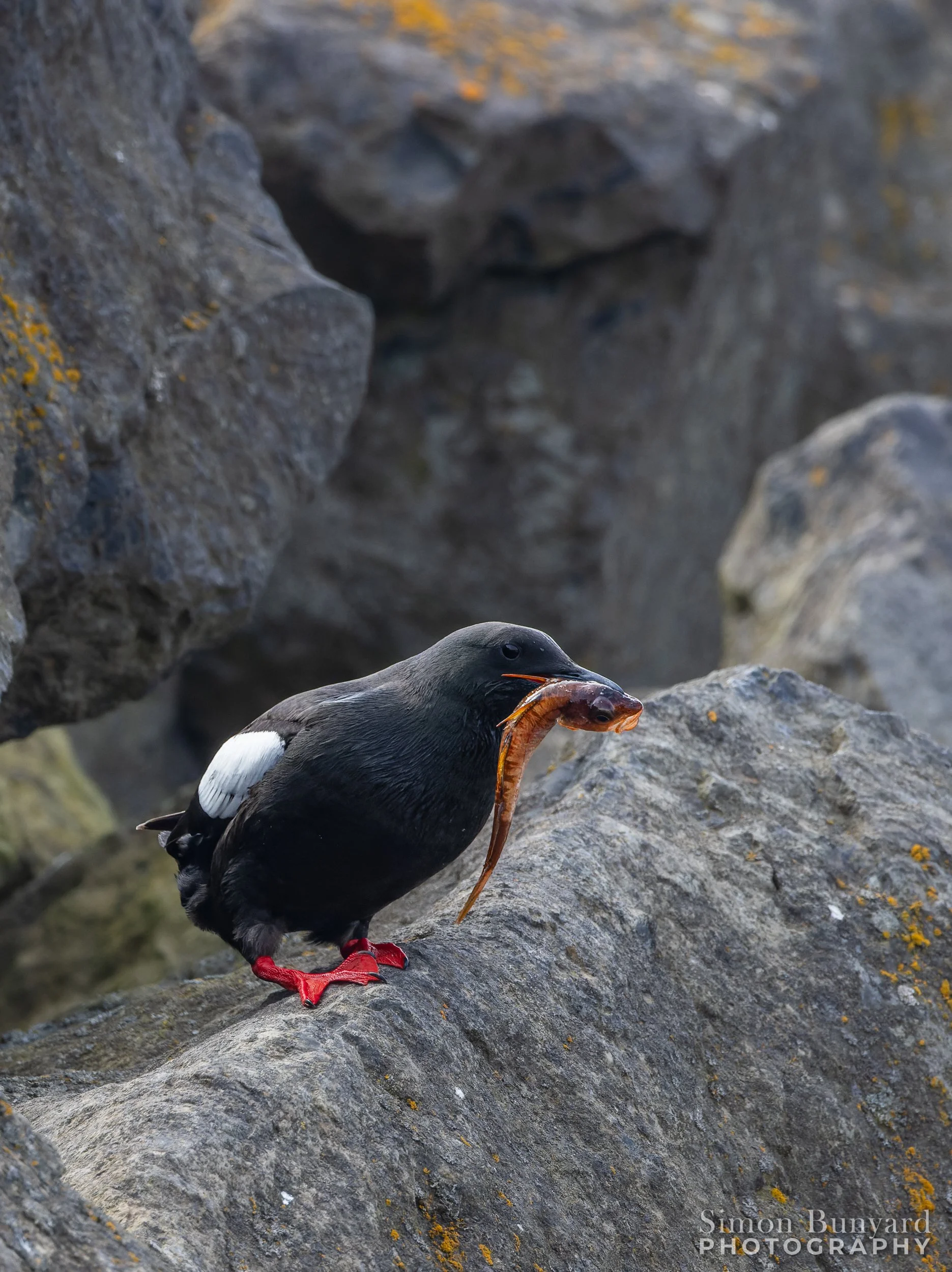 R51_7921-DxOdpMF_webWM_Black Guillemot with Fish.jpg
