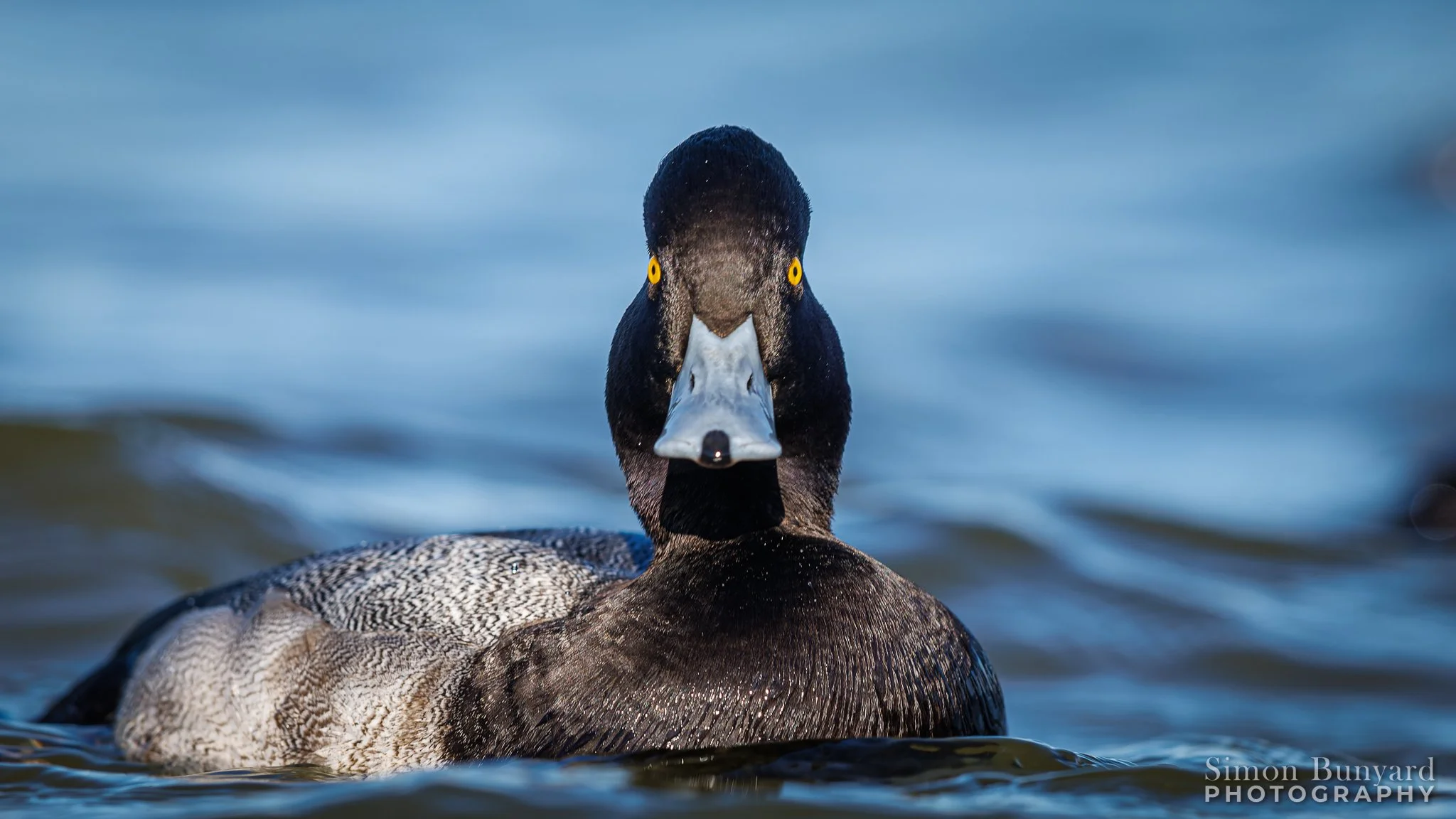 R31_5893M-DxOdpF_web home_Lesser Scaup (m).jpg