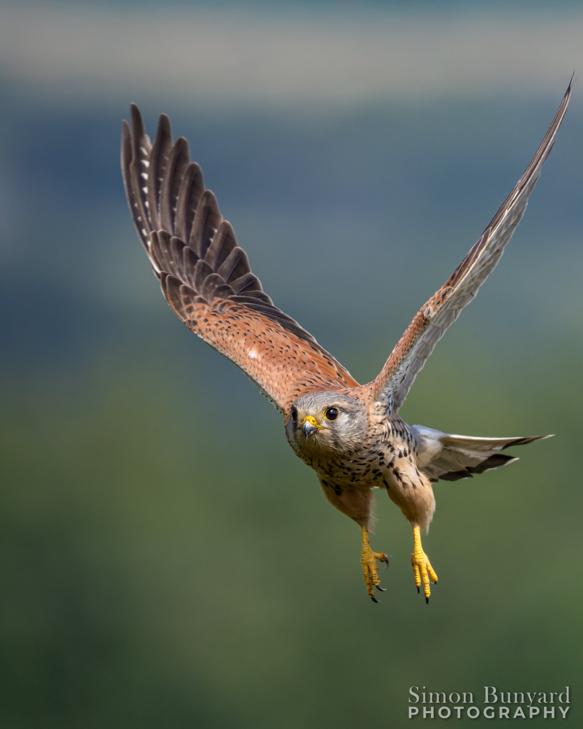 R52_2096M-DxOEF_Eurasian Kestrel (m)_webWM.jpg