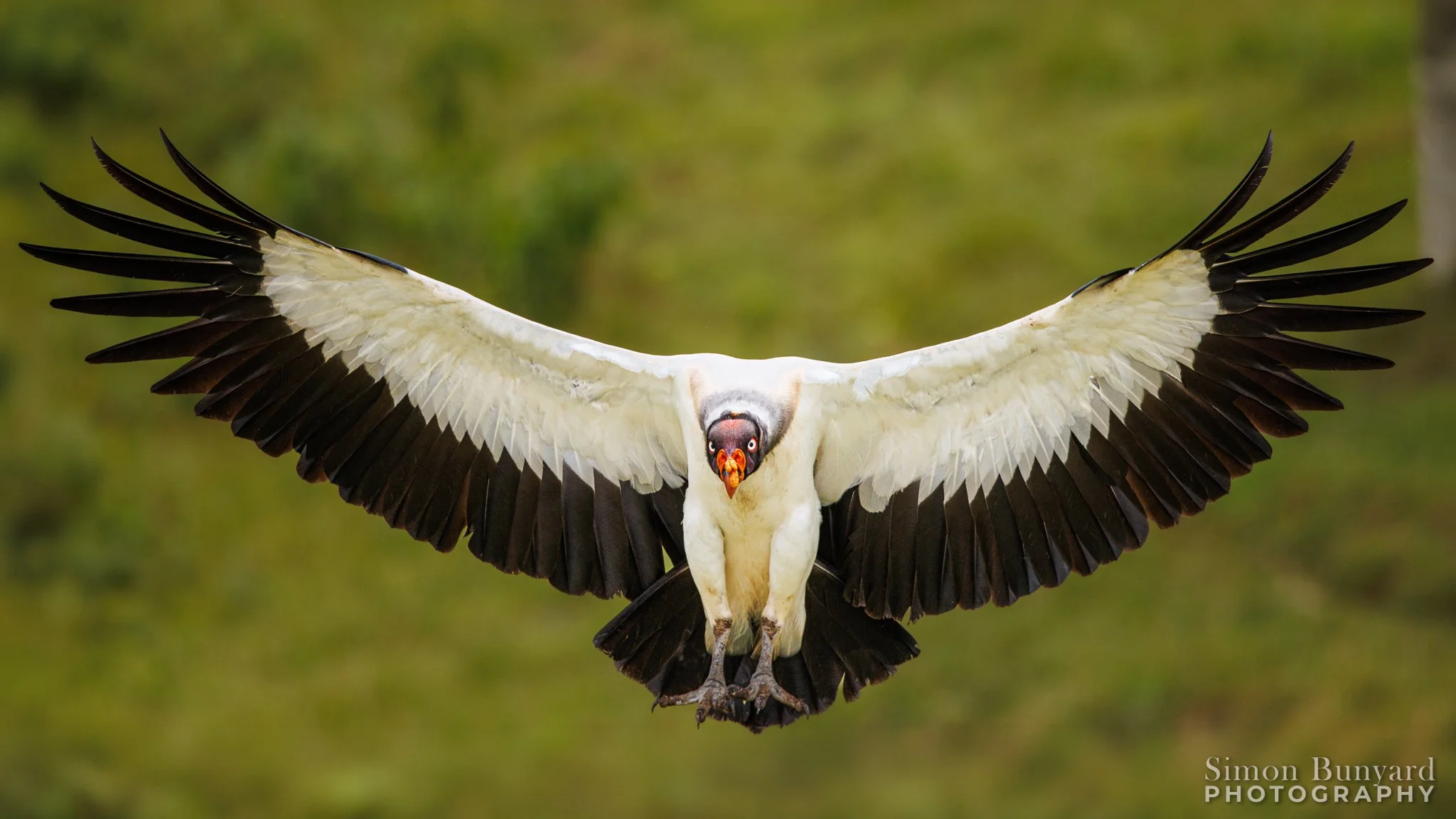 R51_8173MEF_web header_King Vulture.jpg