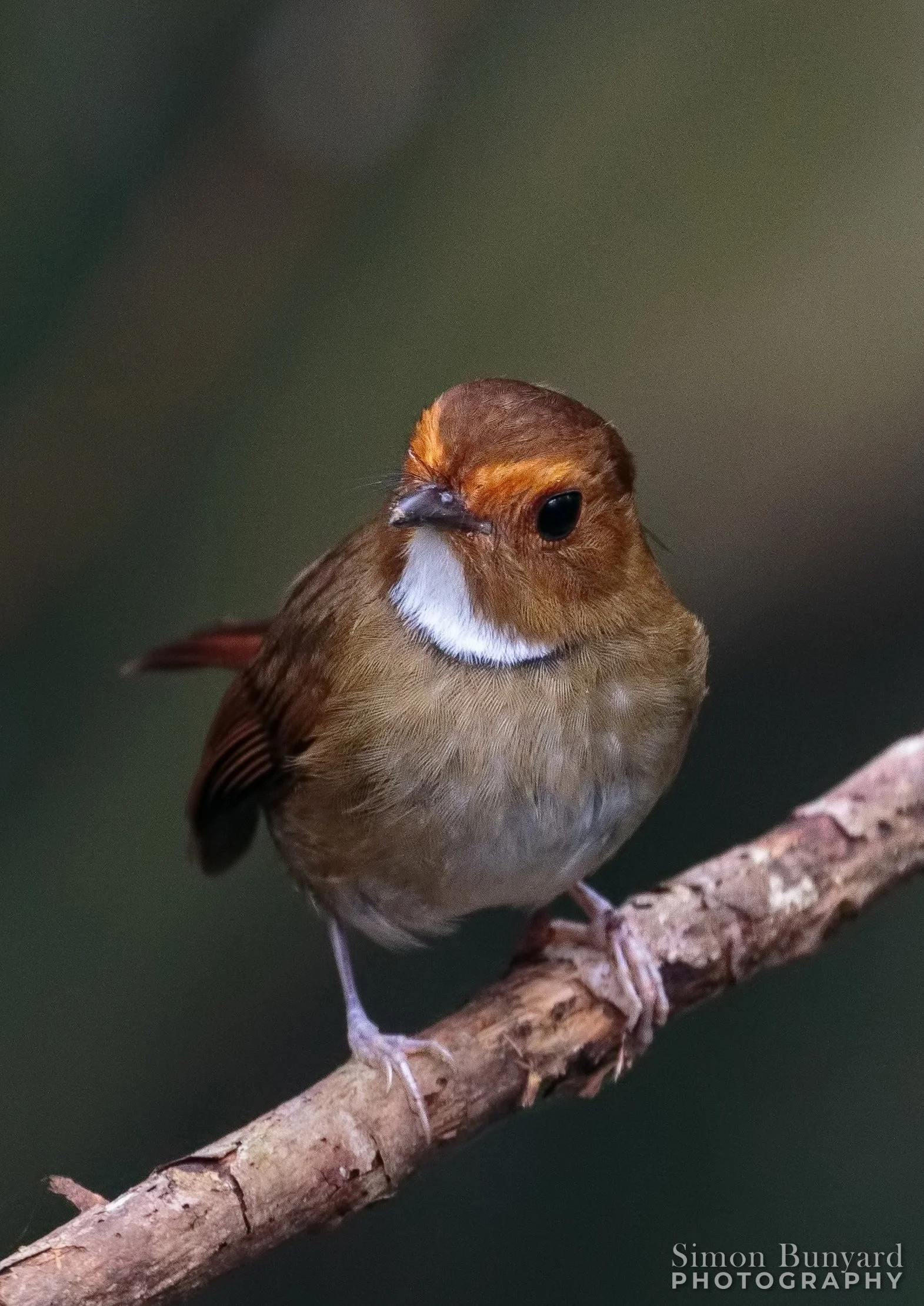 _MG_8240-2MEF_webWM_Rufous-browed Flycatcher.jpg