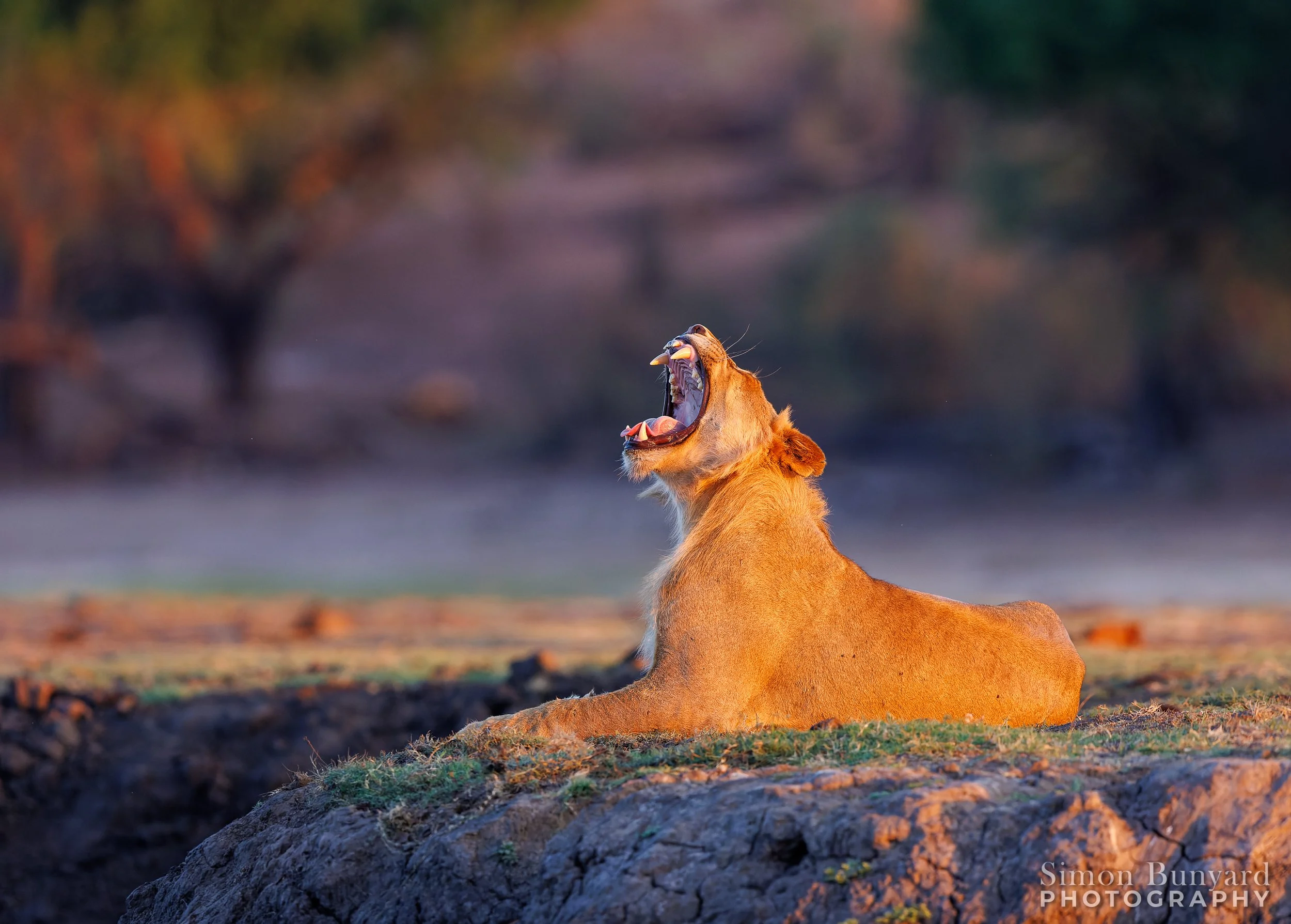 R31_3577M_DxOdpF_webWM_Male Lion (j).jpg