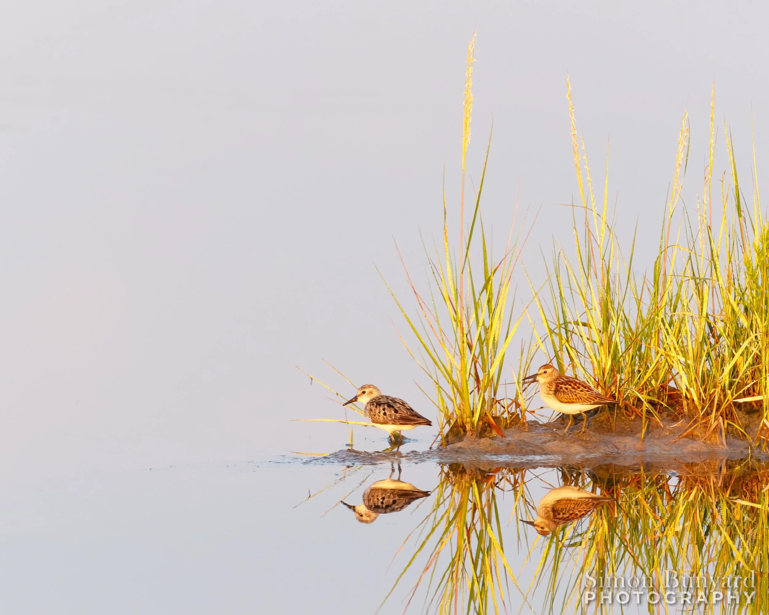 IMG_3194_DxO_DPEF_Semipalmated Sandpiper_webWM.jpg