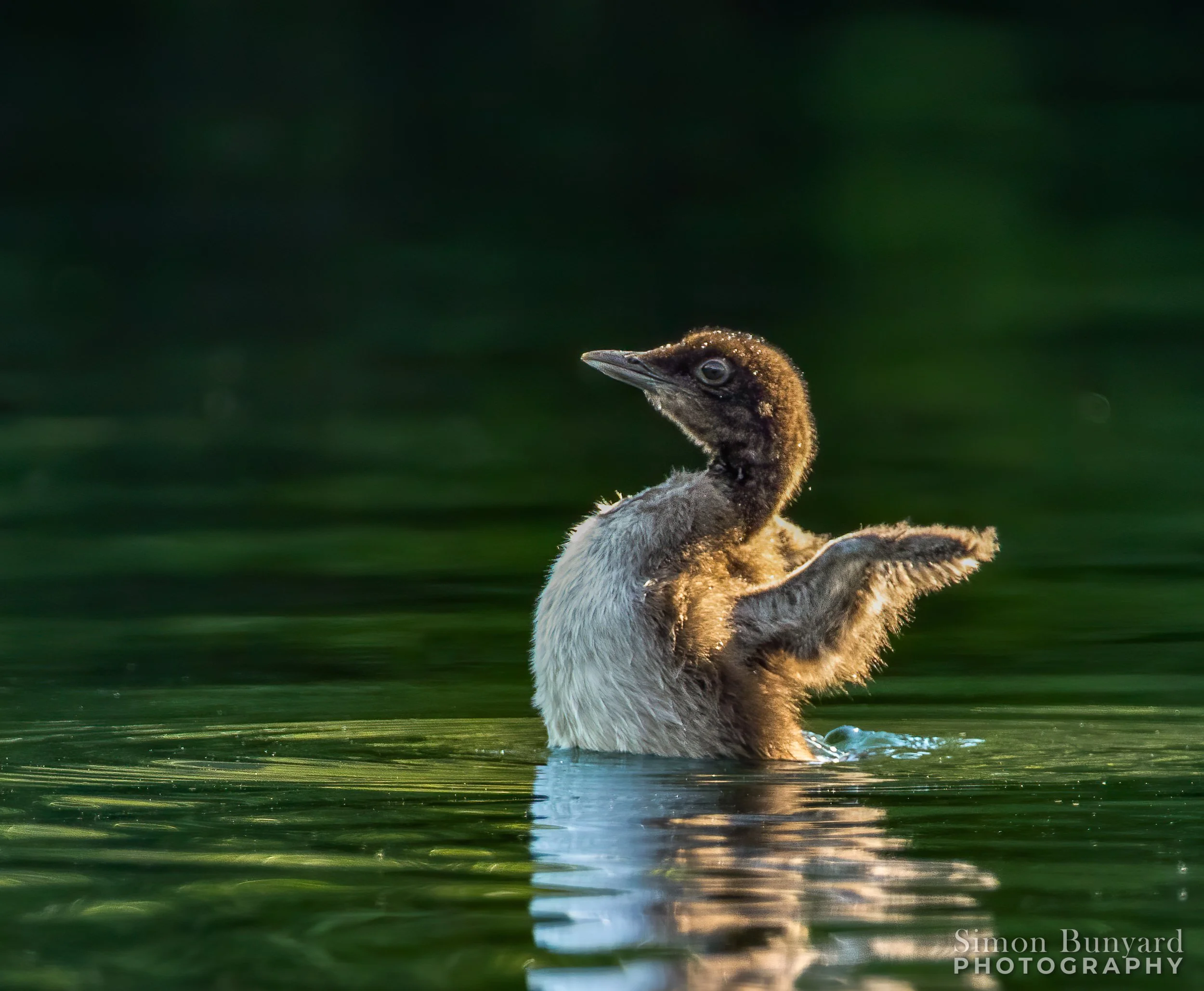 _MG_2914MEEF_webWM_Common Loon.jpg