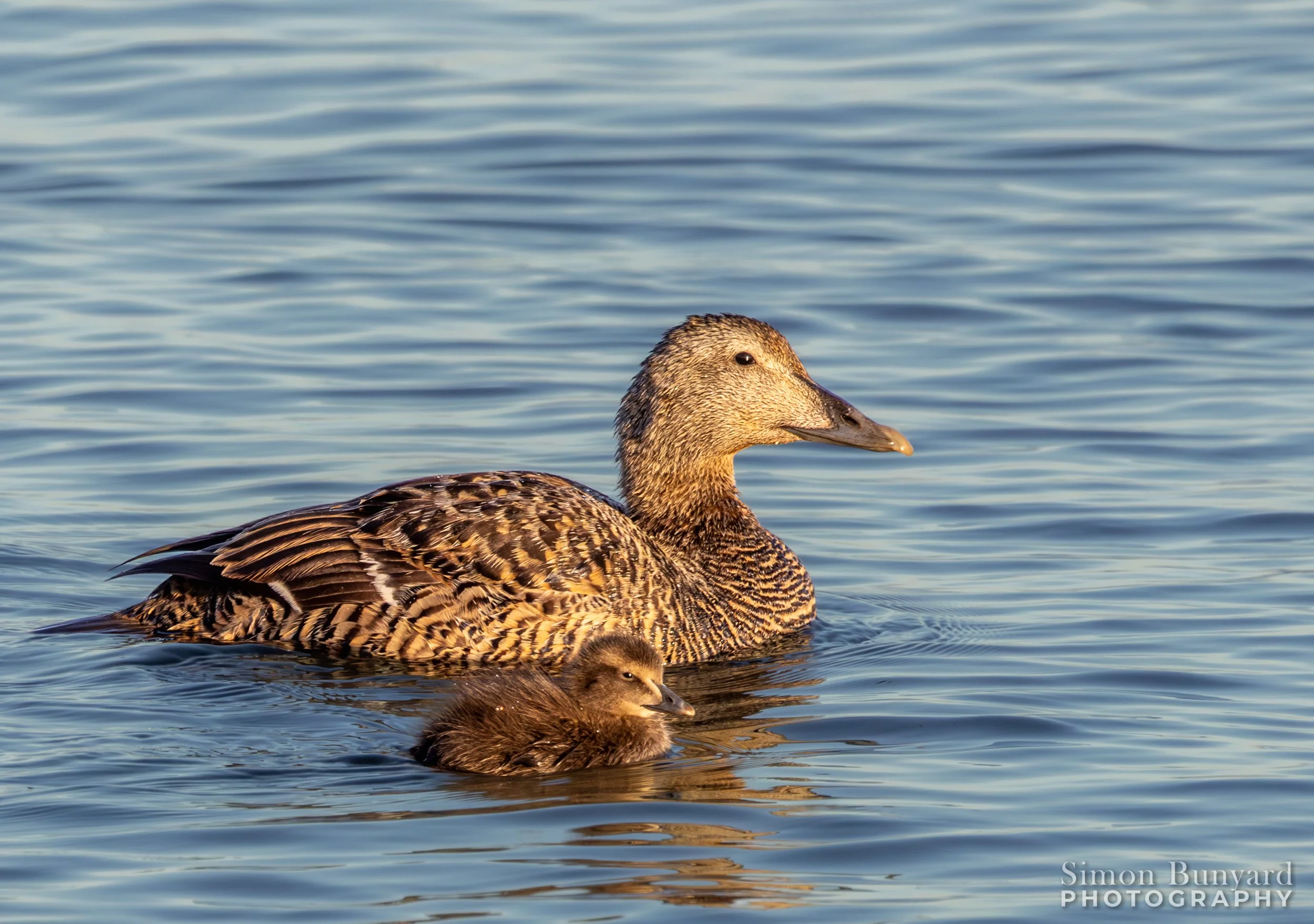 R51_9169MF_webWM_Common Eider (f).jpg