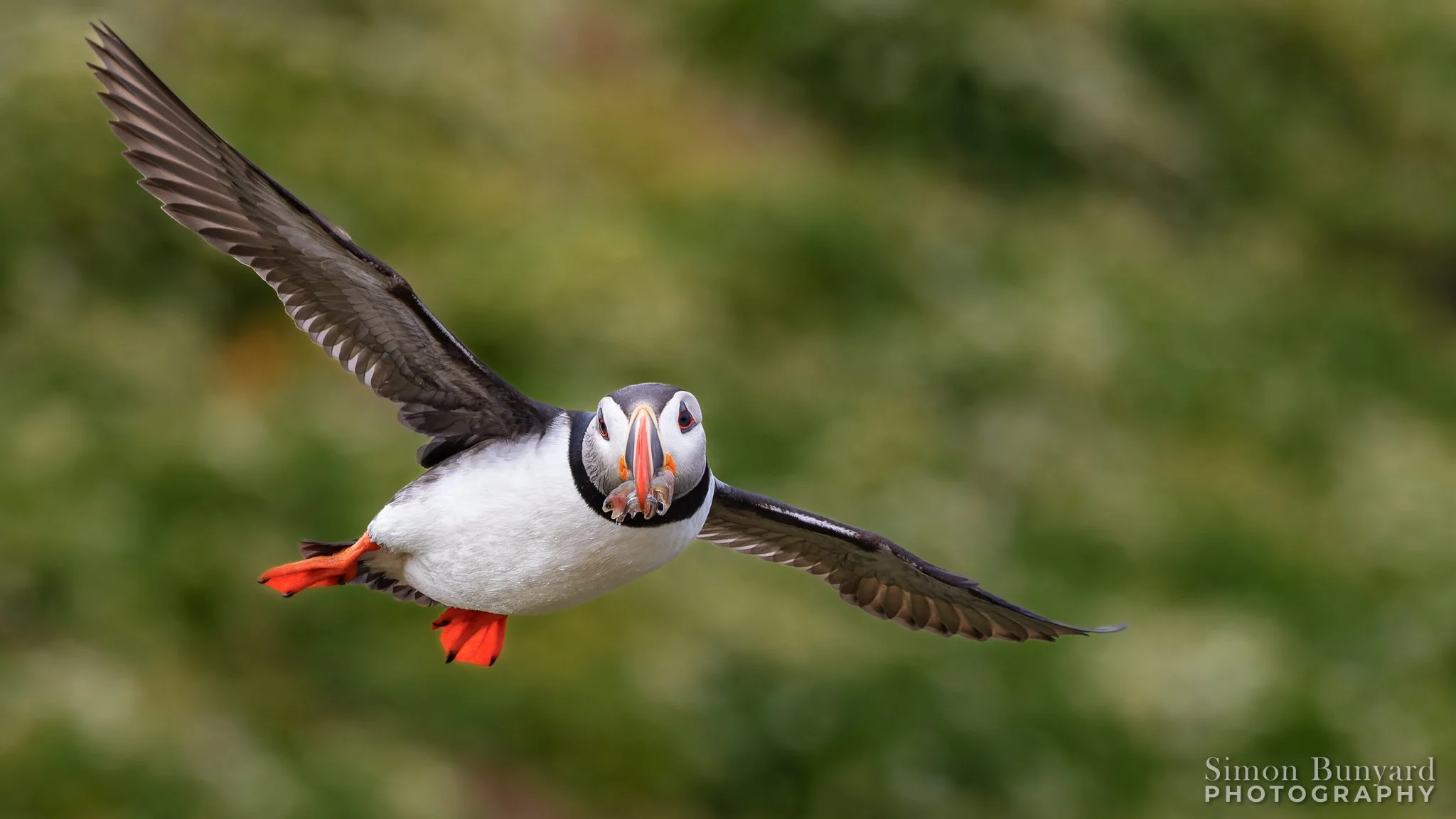 R51_0585M-DxOdpF_web home_Atlantic Puffin.jpg