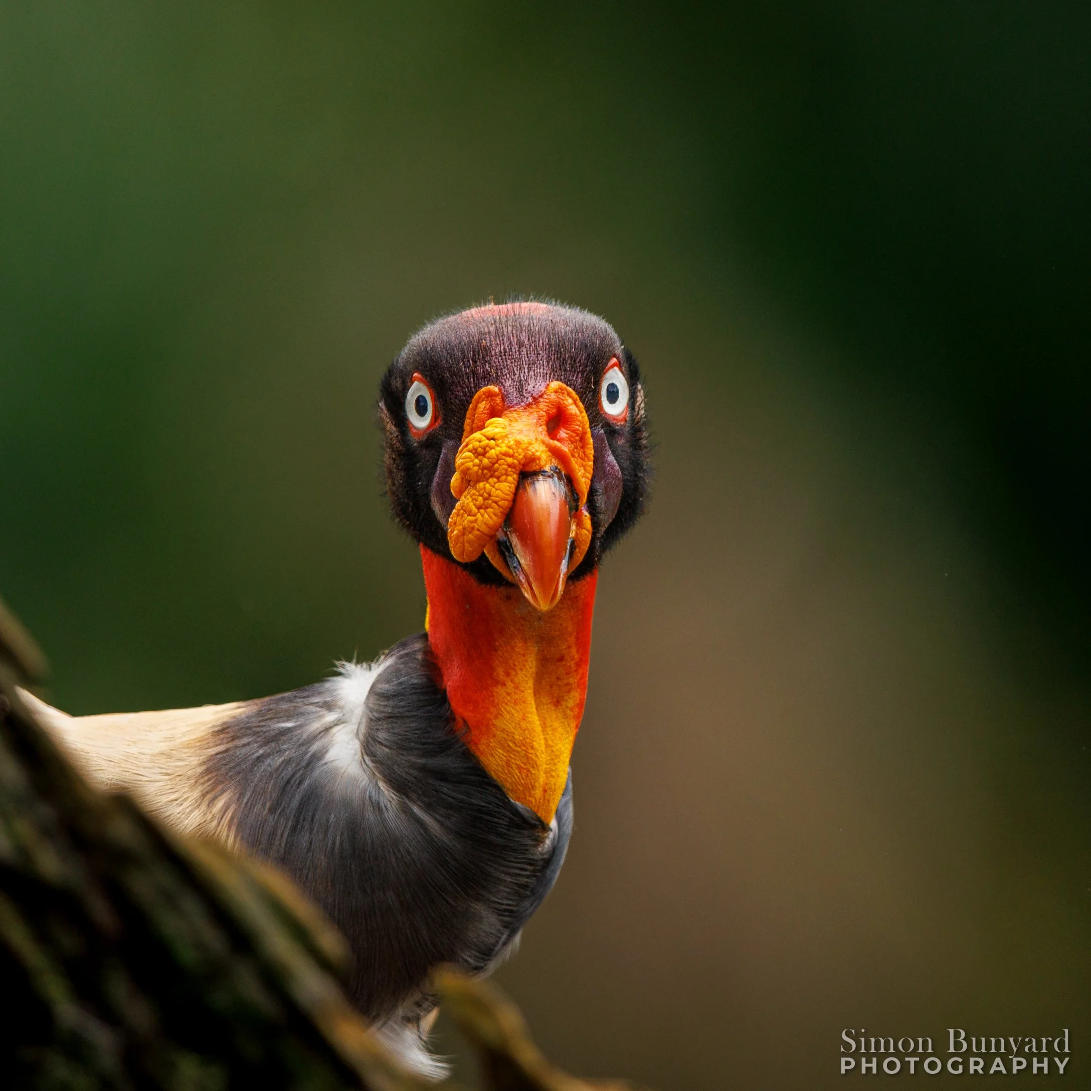 R31_5701MF_webWM_King Vulture.jpg